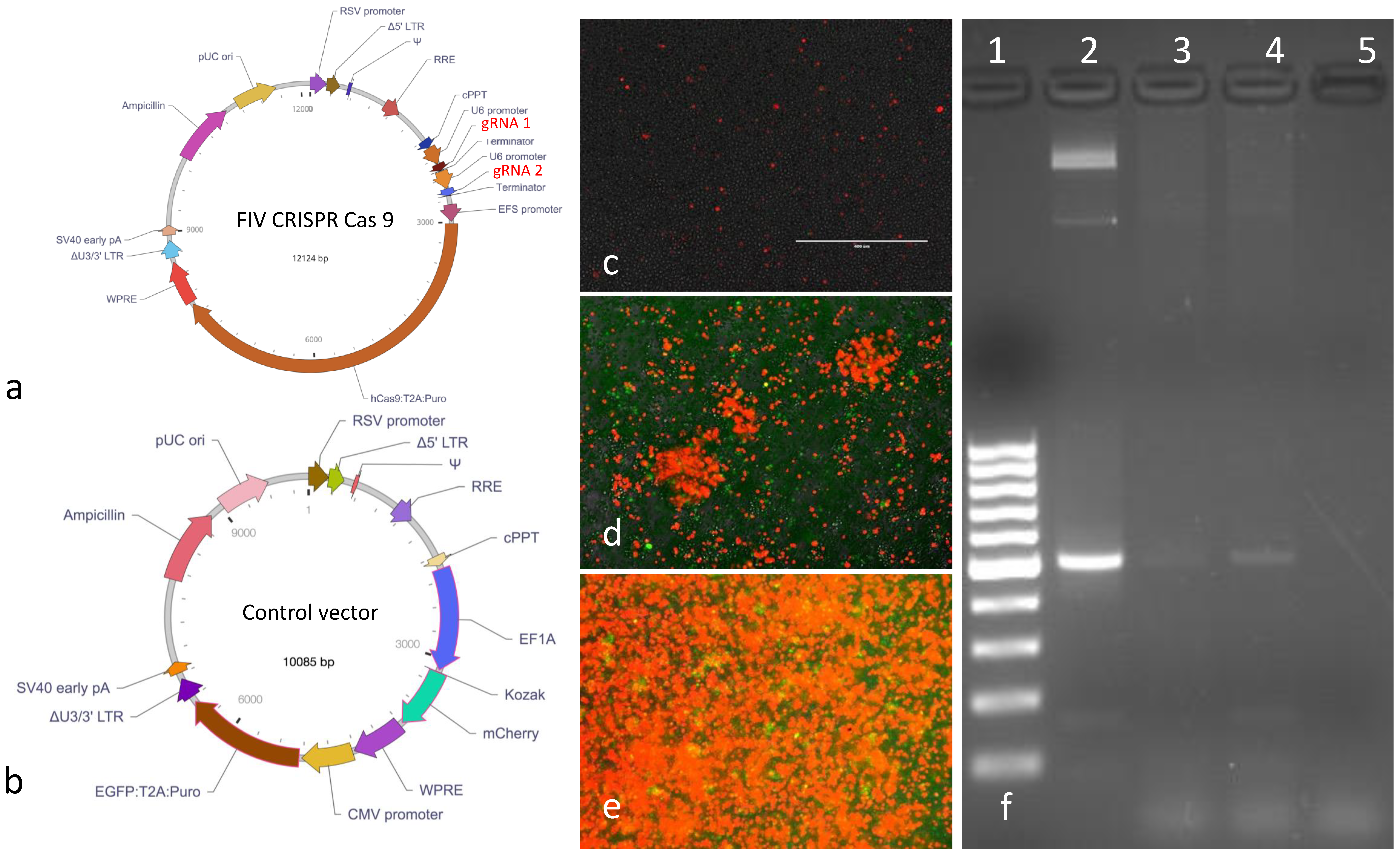 Viruses 12 00511 g003