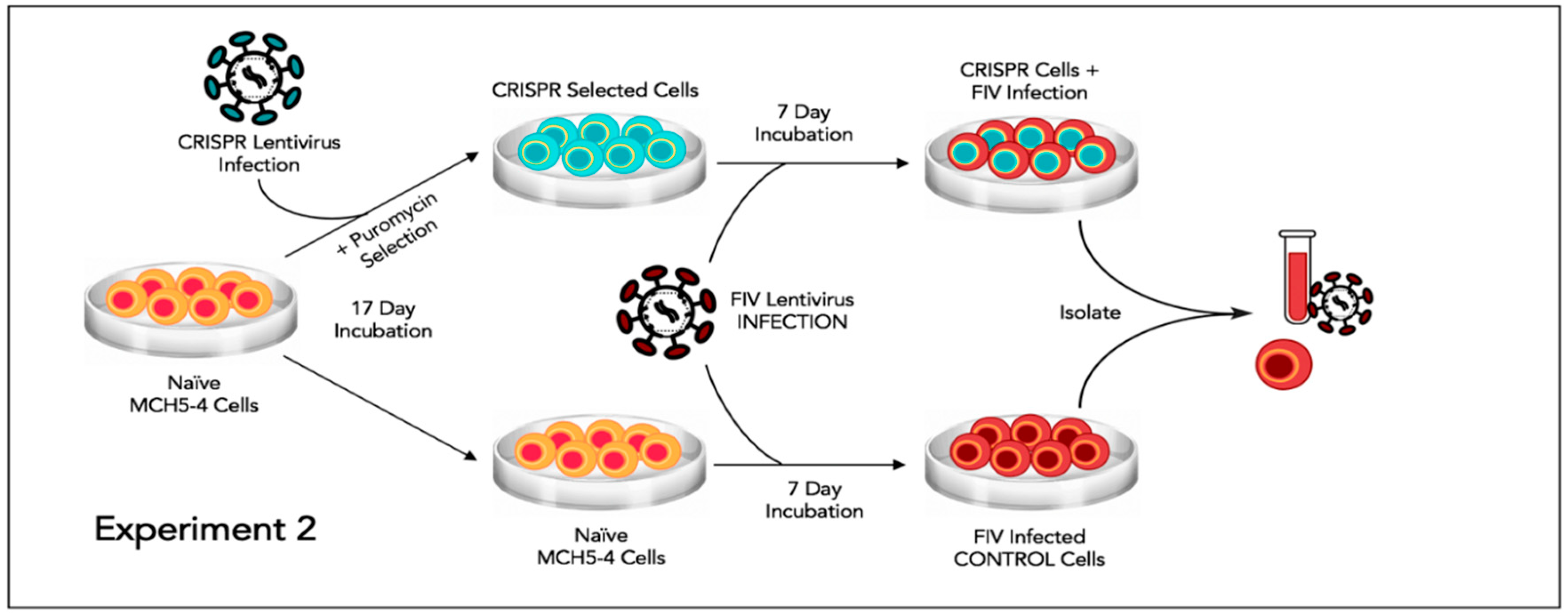 Viruses 12 00511 g005