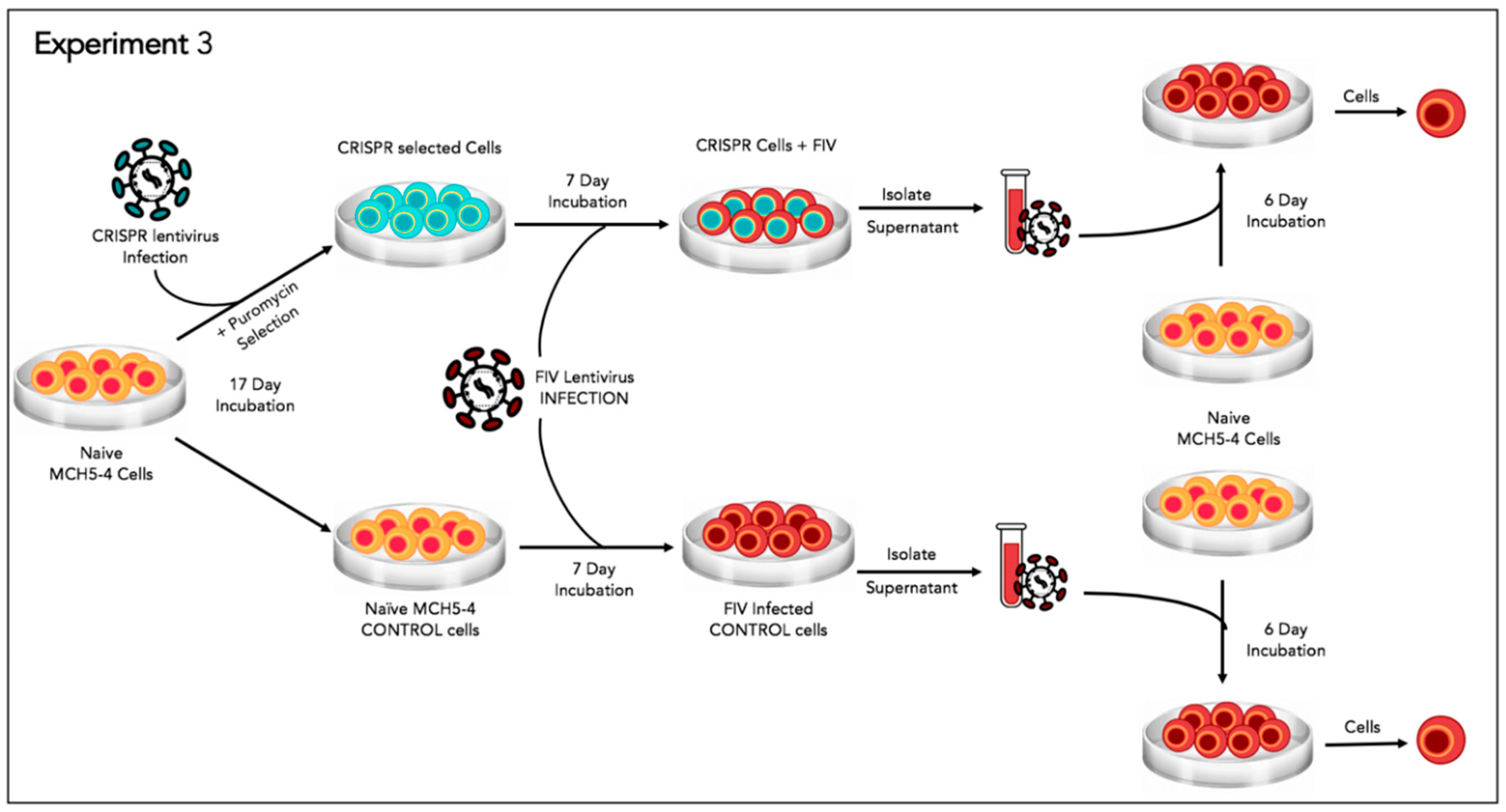 Viruses 12 00511 g006
