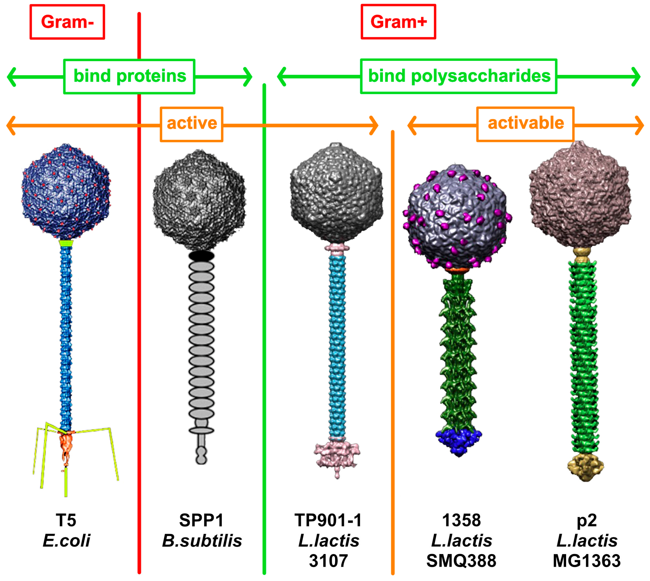 Viruses 12 00512 g001 Viruses 12 00512 g001