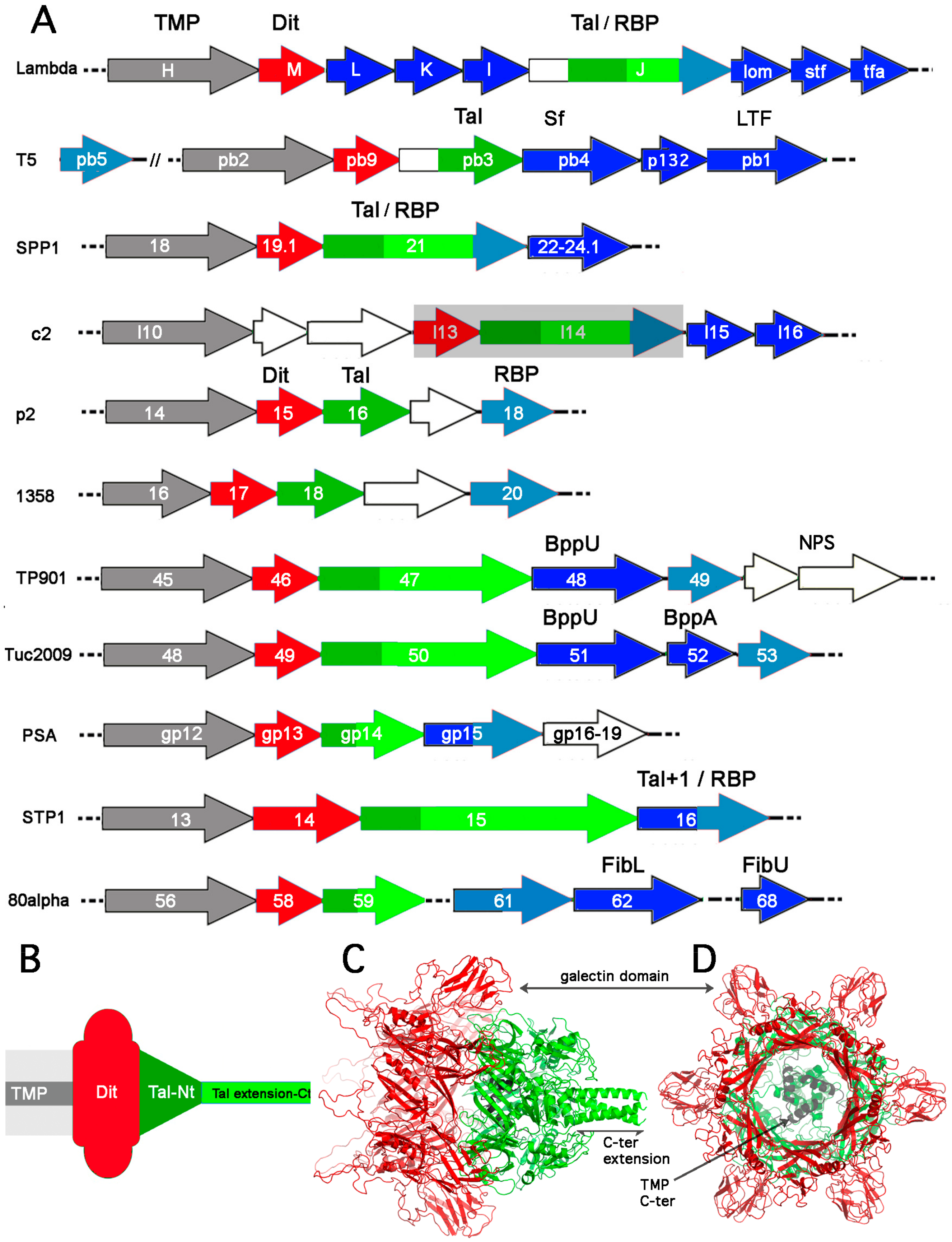 Viruses 12 00512 g002 Viruses 12 00512 g002