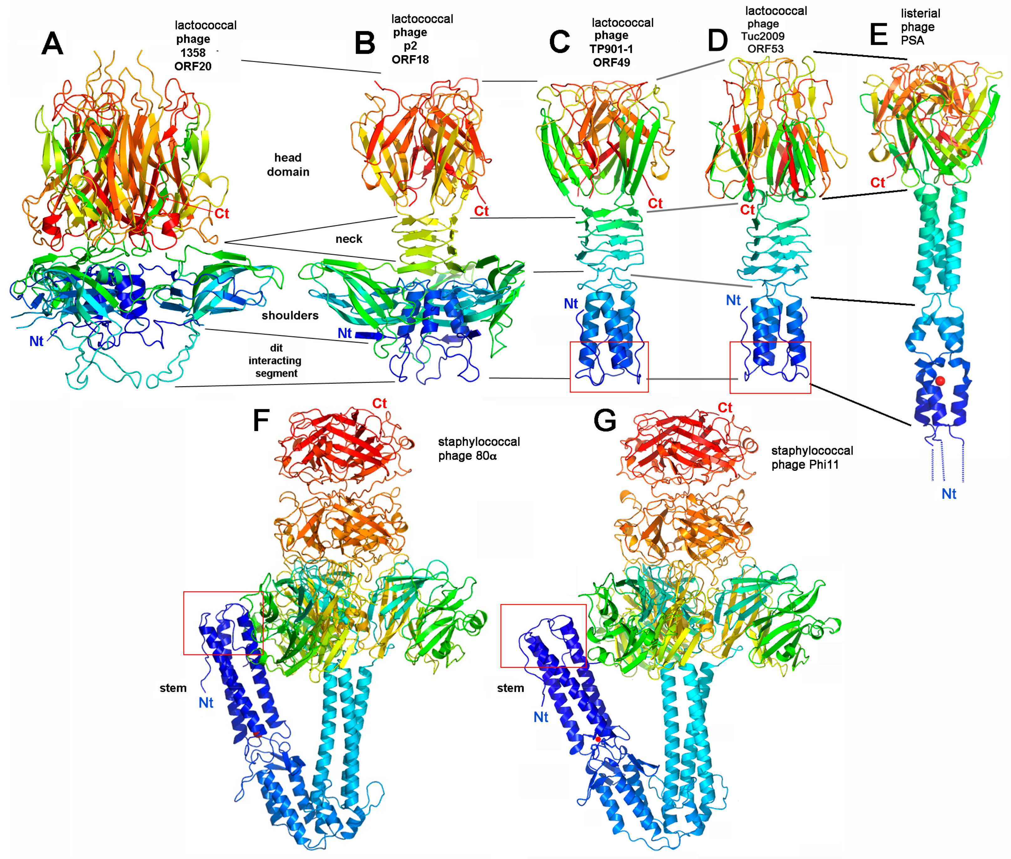 Viruses 12 00512 g003 Viruses 12 00512 g003
