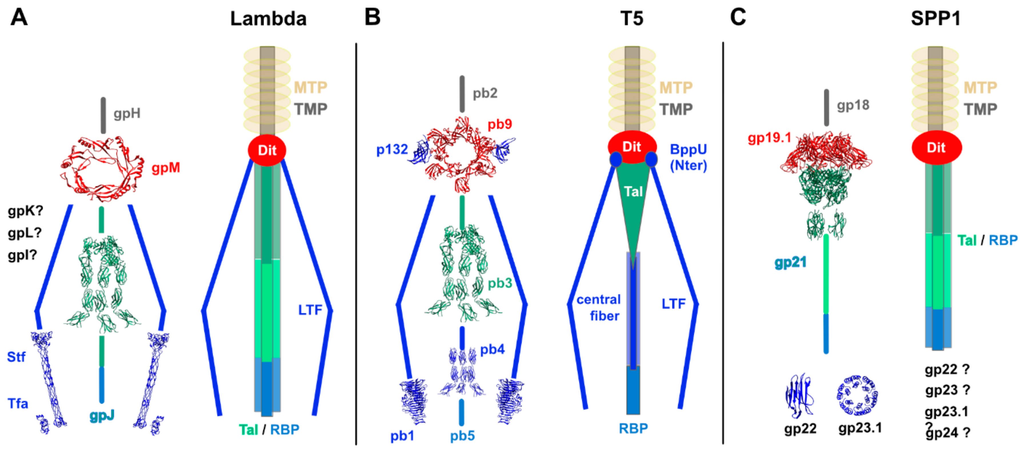 Viruses Free Full Text Conserved And Diverse Traits Of Adhesion Devices From Siphoviridae Recognizing Proteinaceous Or Saccharidic Receptors Html