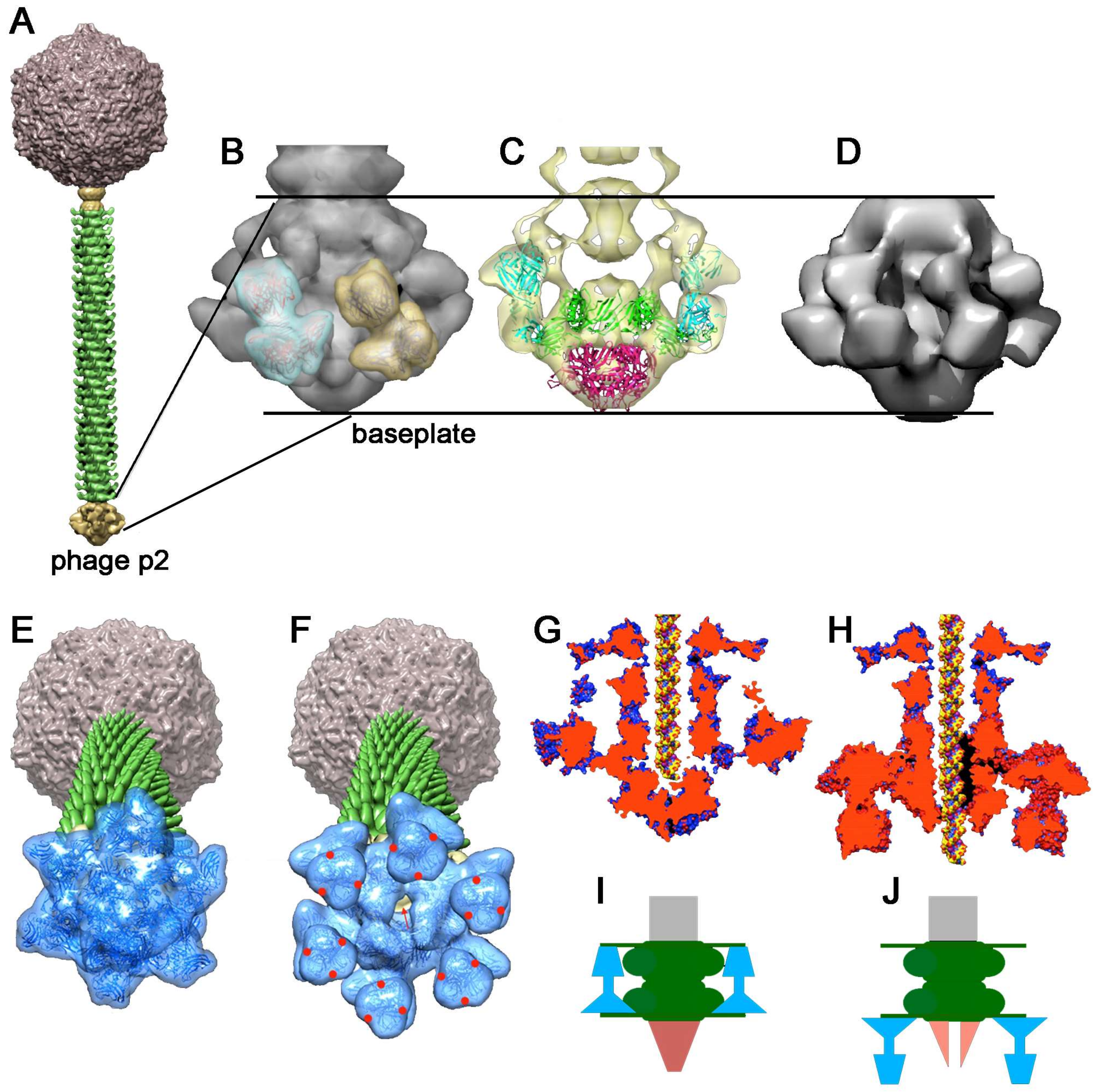 Viruses 12 00512 g006 Viruses 12 00512 g006