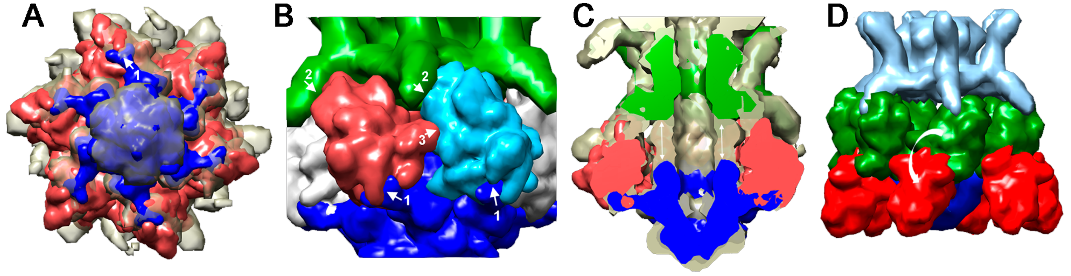 Viruses 12 00512 g007 Viruses 12 00512 g007