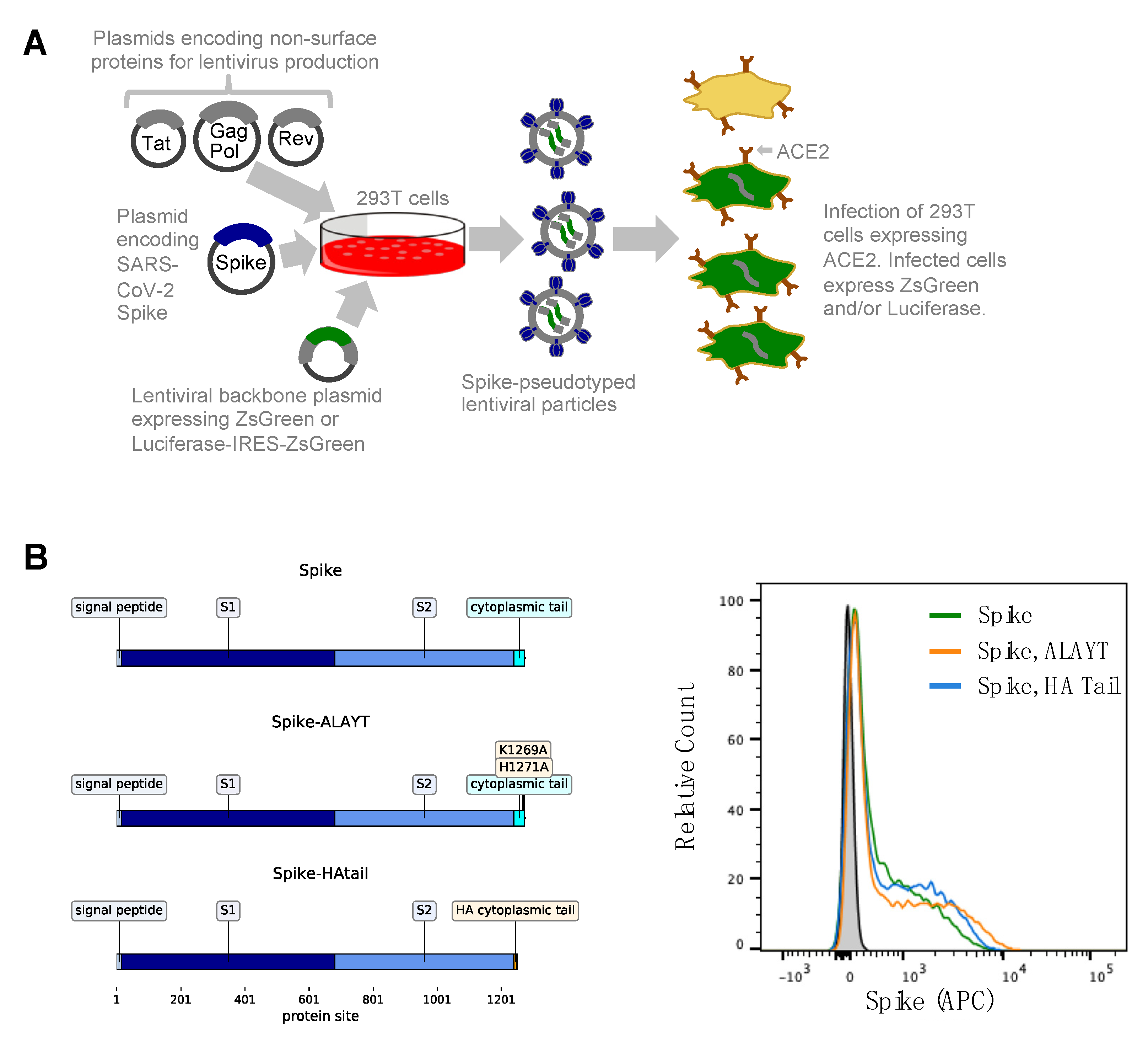 Viruses 12 00513 g001 Viruses 12 00513 g001