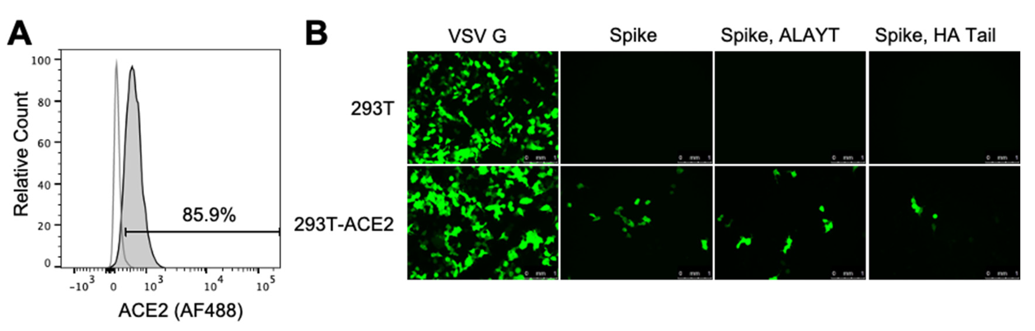 Viruses 12 00513 g002 Viruses 12 00513 g002