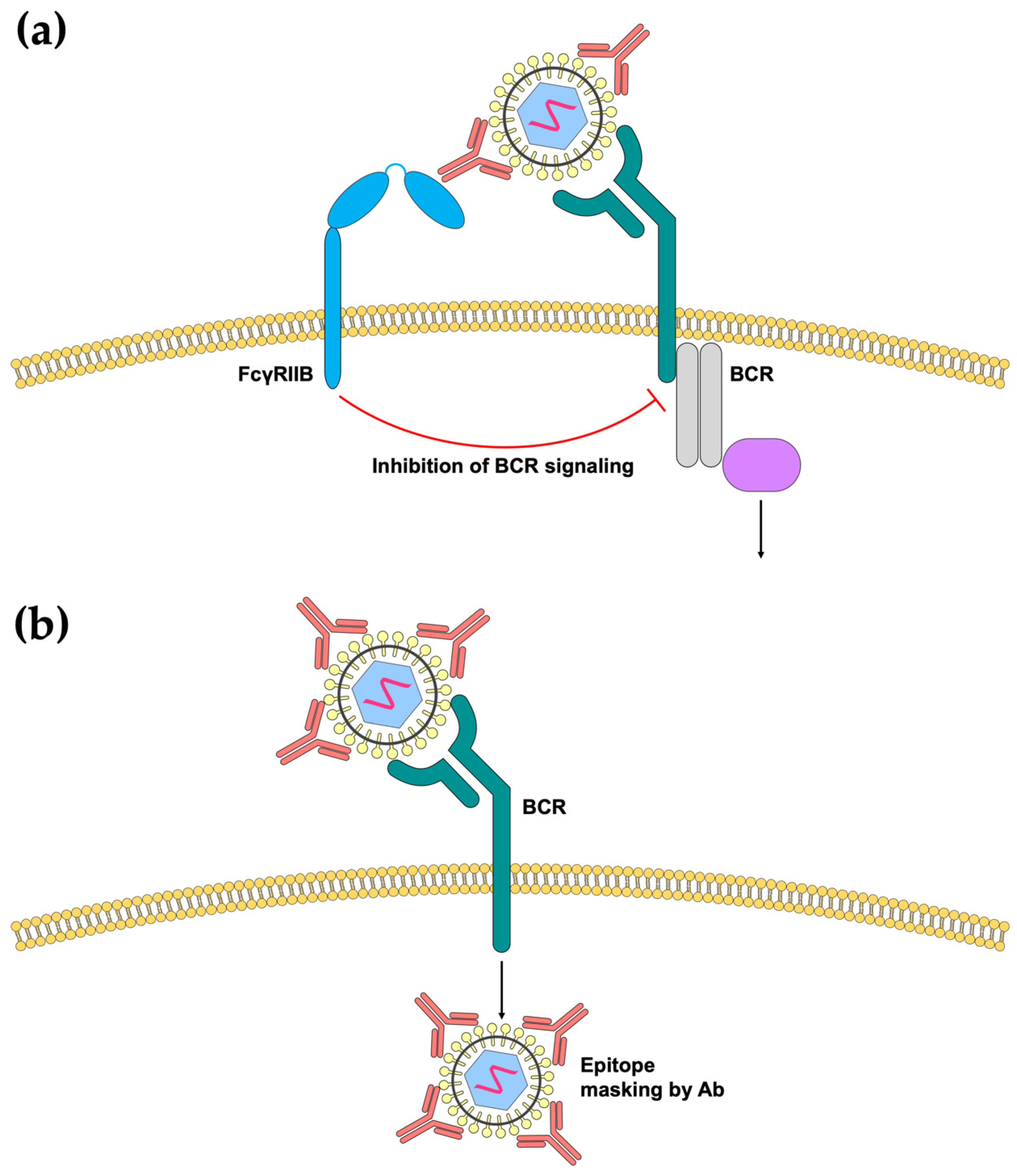 Viruses 12 00520 g002 Viruses 12 00520 g002