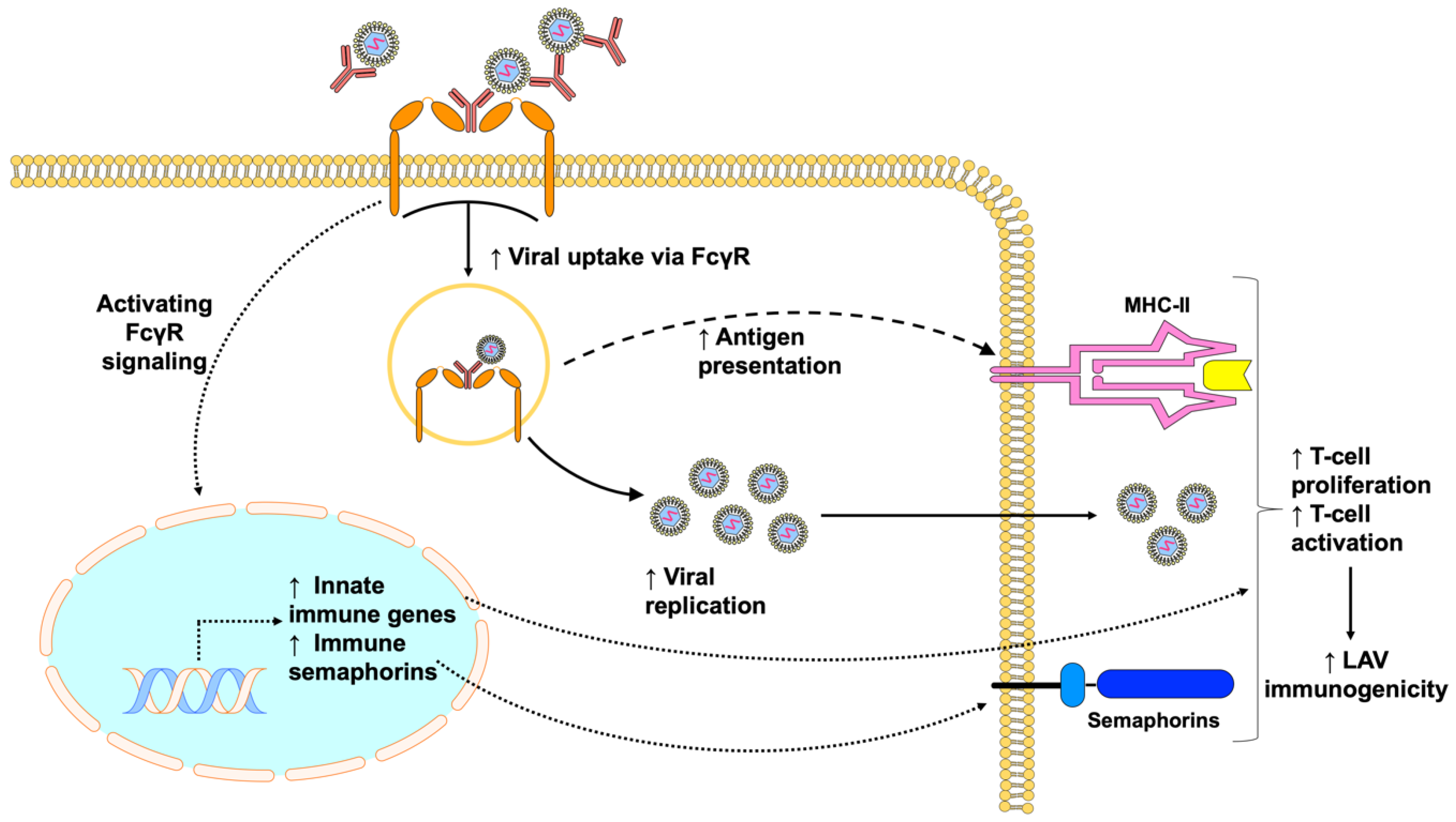 Viruses 12 00520 g003 Viruses 12 00520 g003