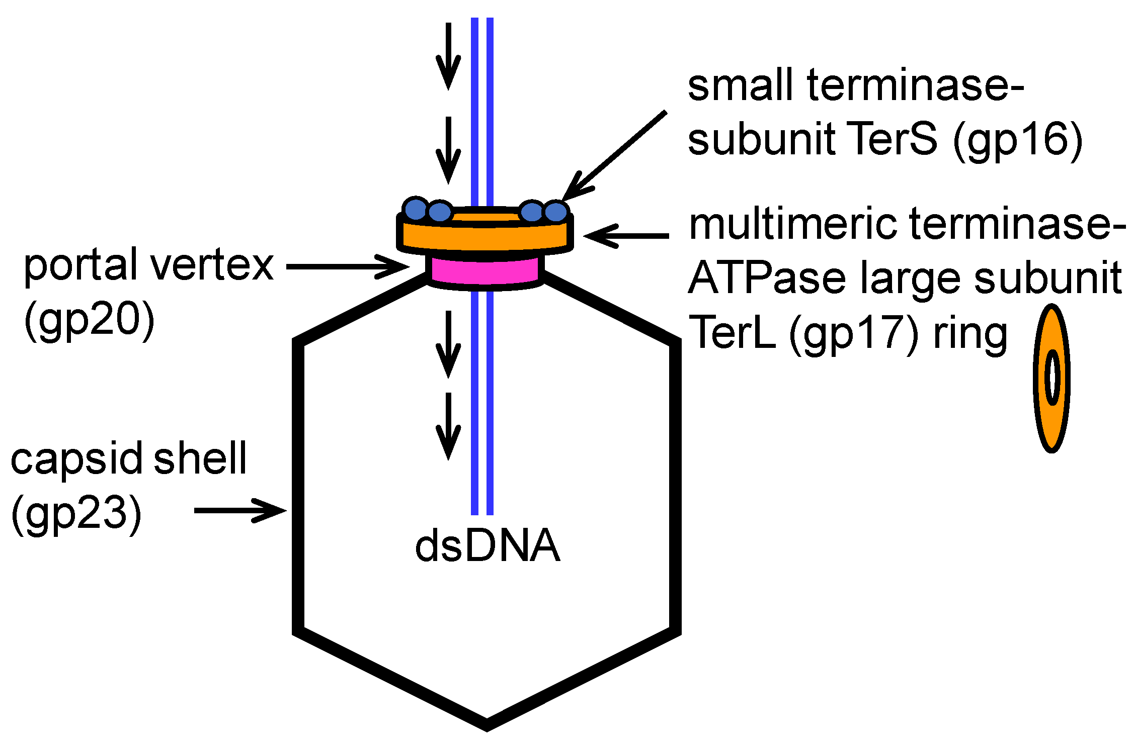 Viruses 12 00522 g001