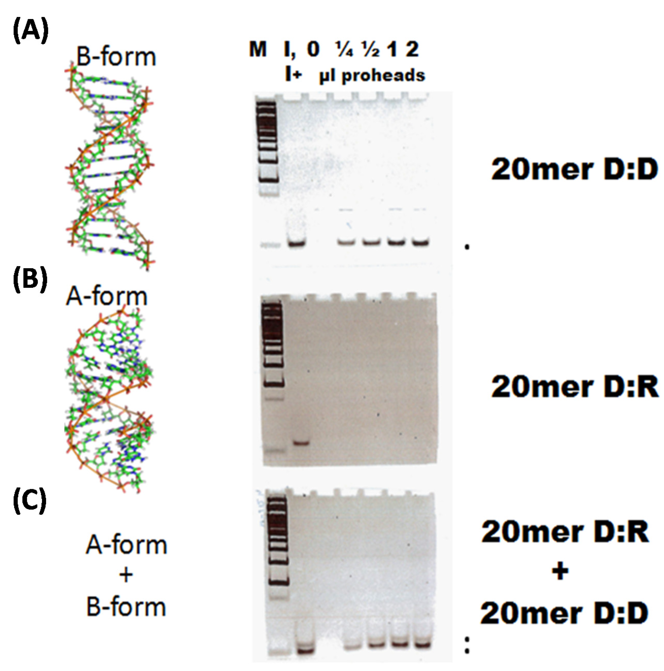Viruses 12 00522 g002