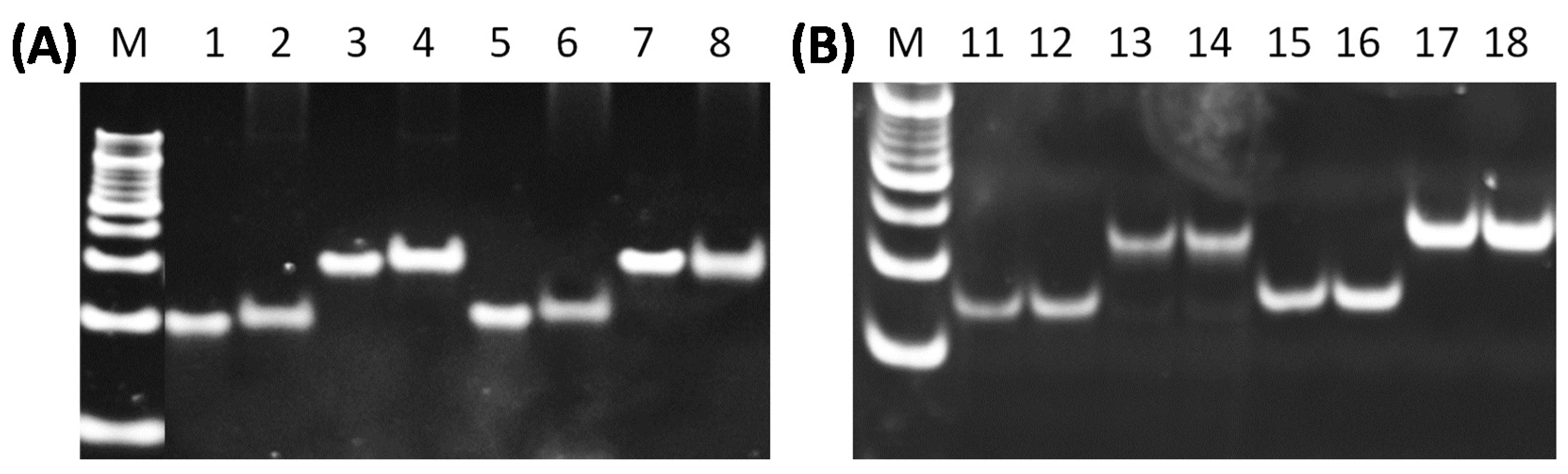 Viruses 12 00522 g003
