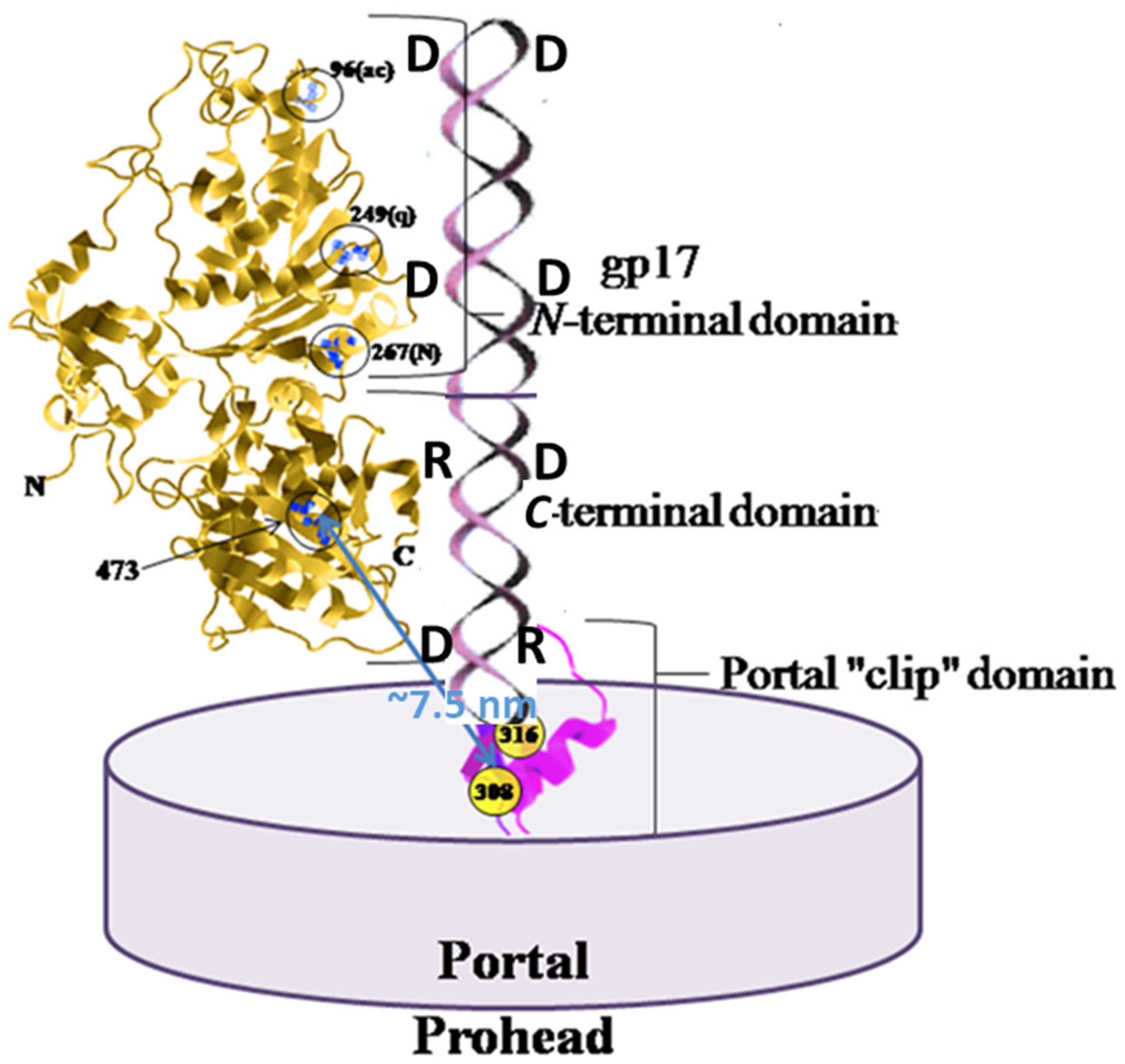 Viruses 12 00522 g005