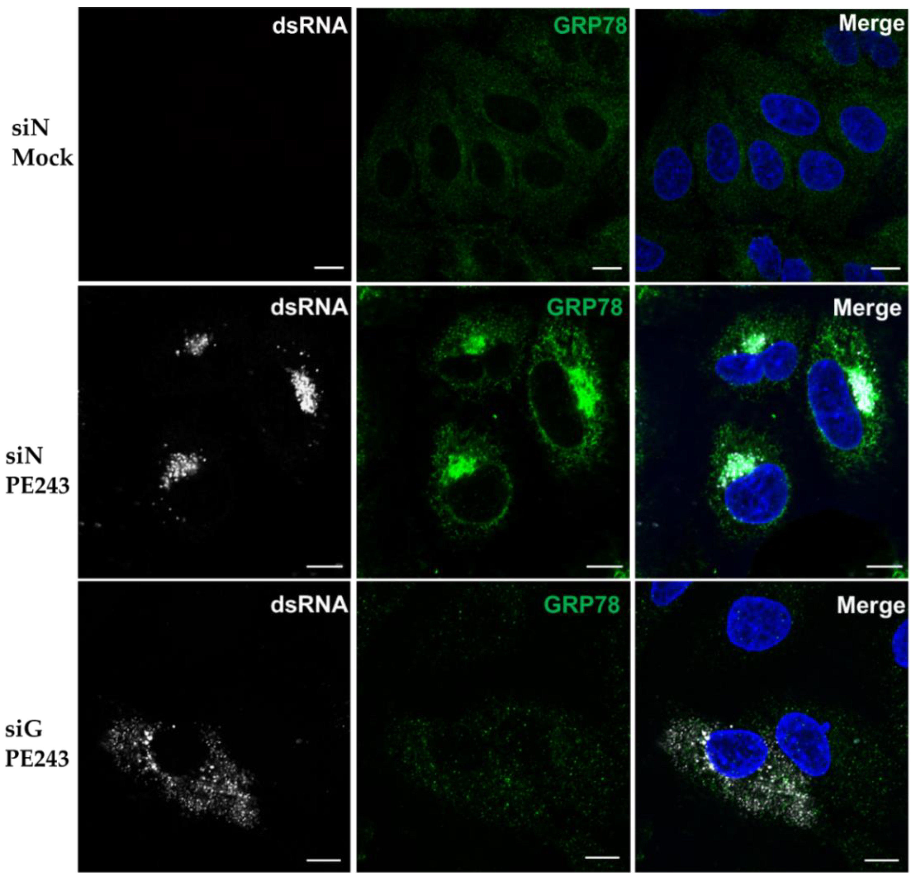 Viruses 12 00524 g005 Viruses 12 00524 g005