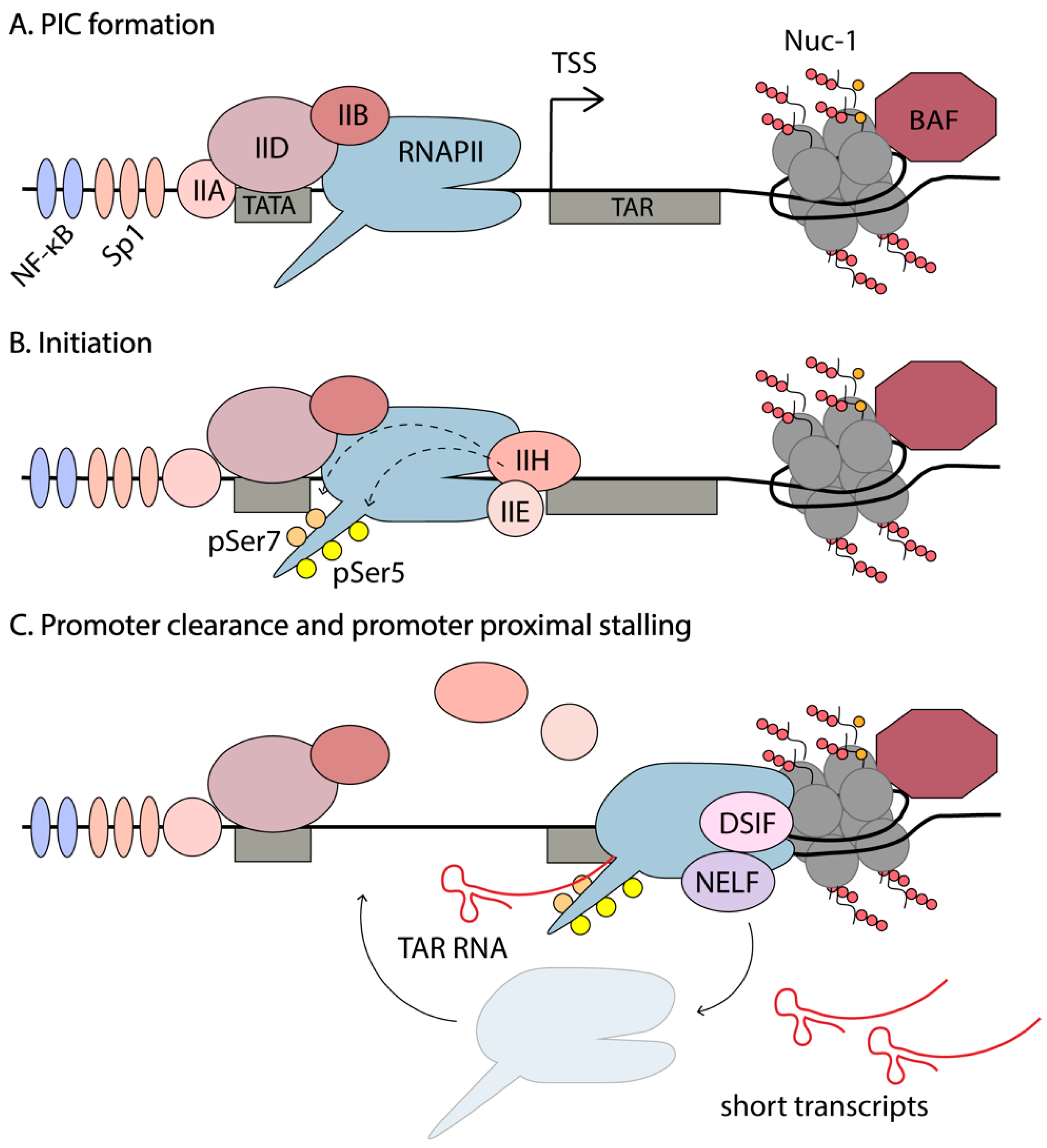 Viruses 12 00529 g003
