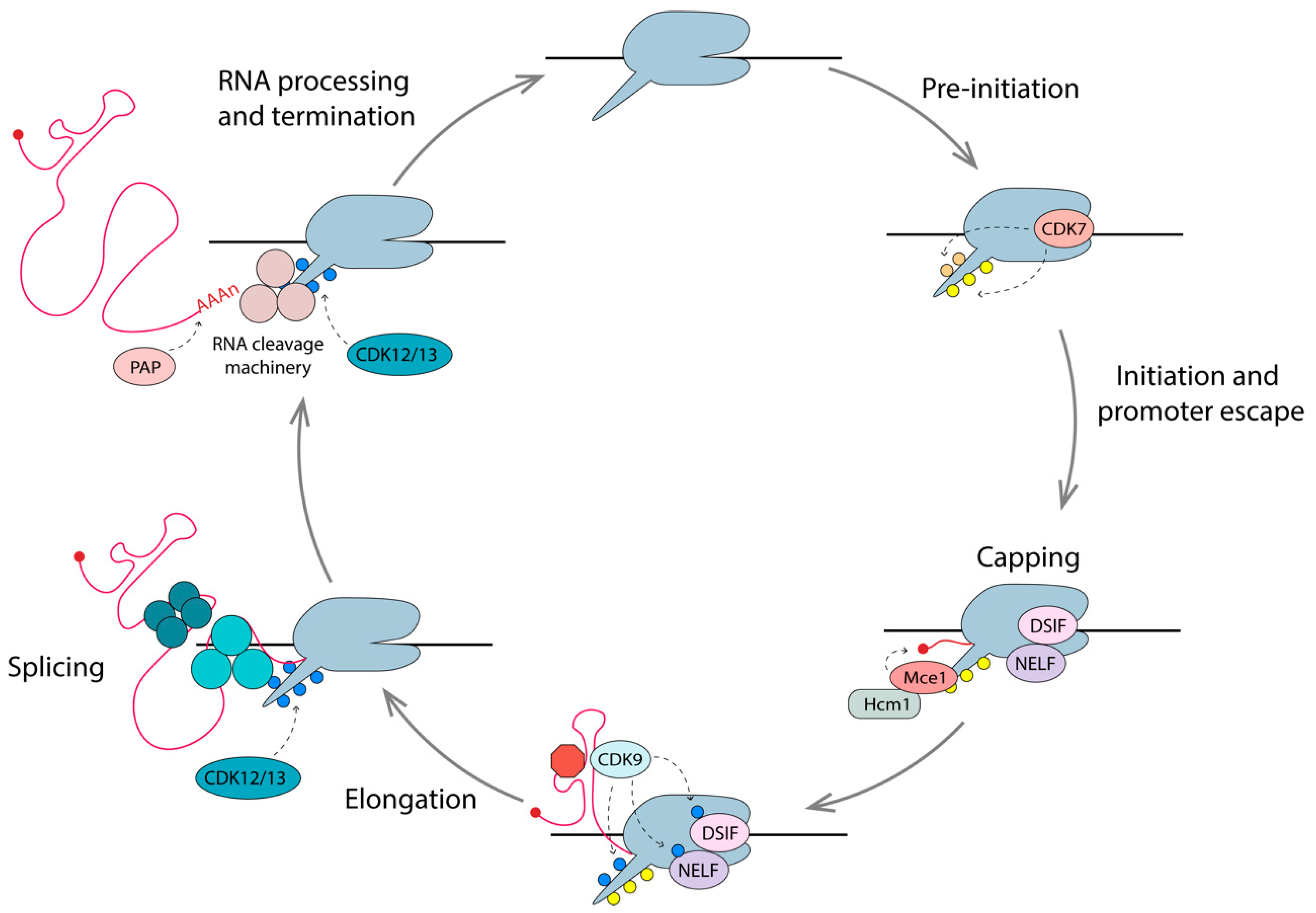 Viruses 12 00529 g005