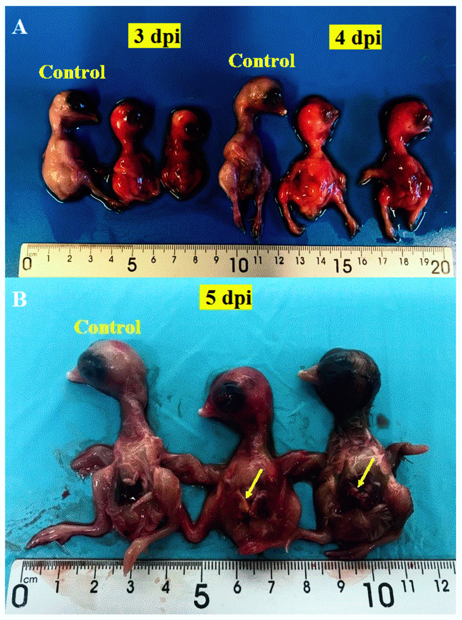 Viruses 12 00531 g002 Viruses 12 00531 g002