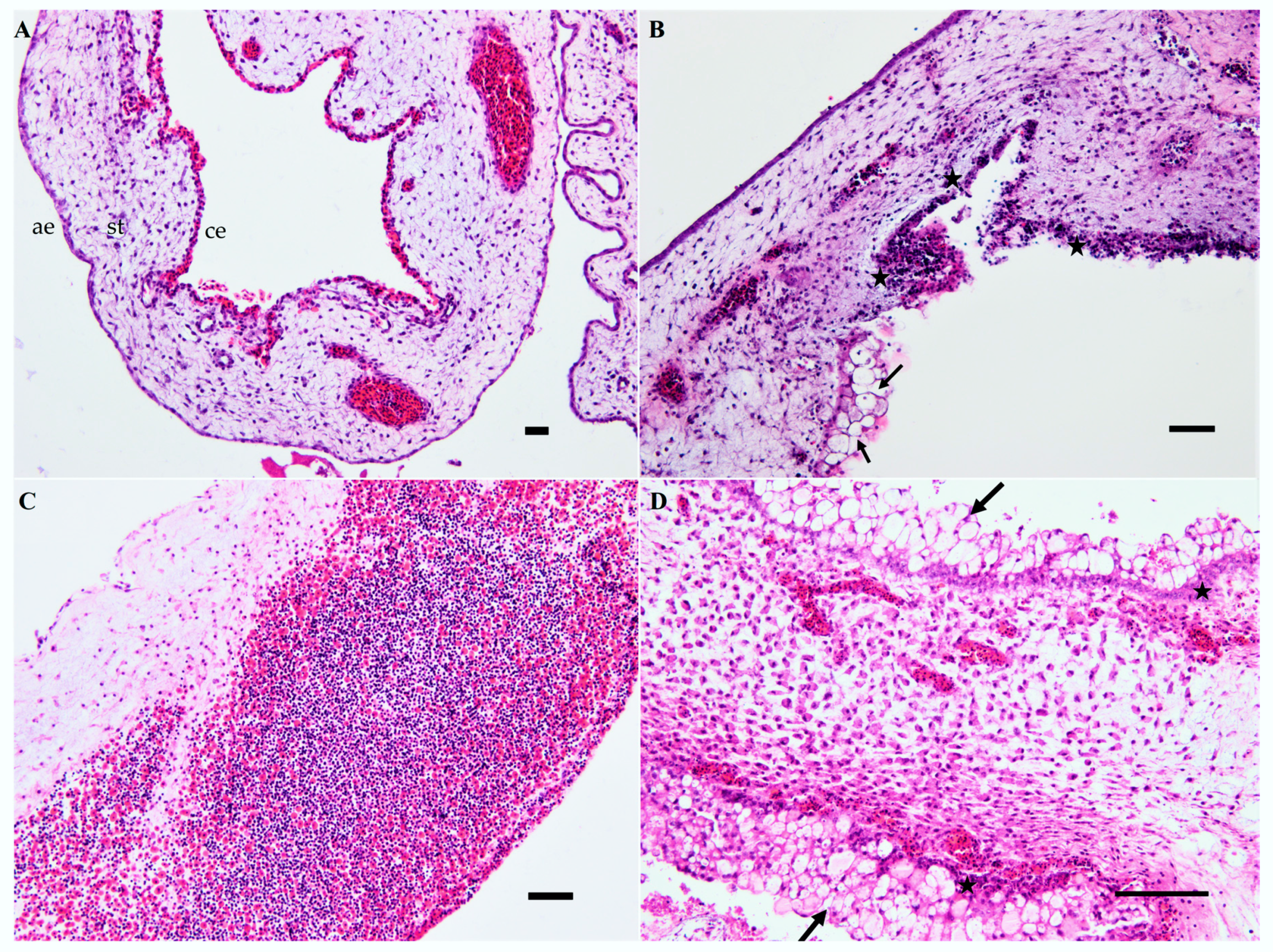 Viruses 12 00531 g003 Viruses 12 00531 g003