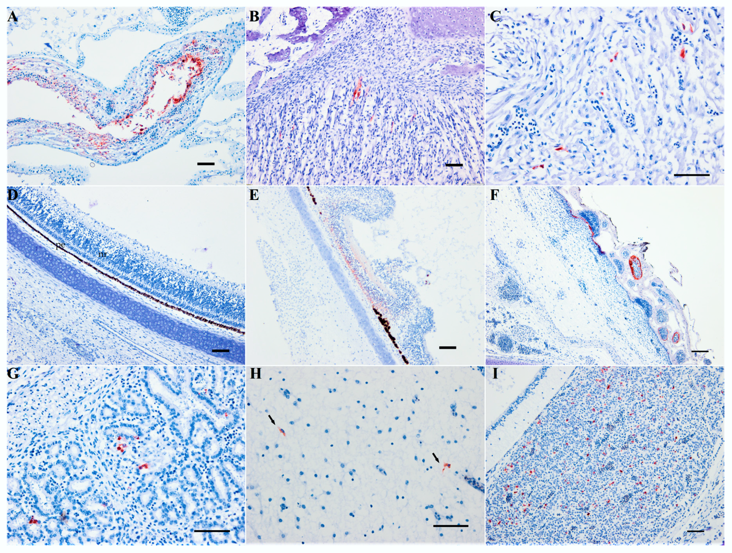 Viruses 12 00531 g004 Viruses 12 00531 g004