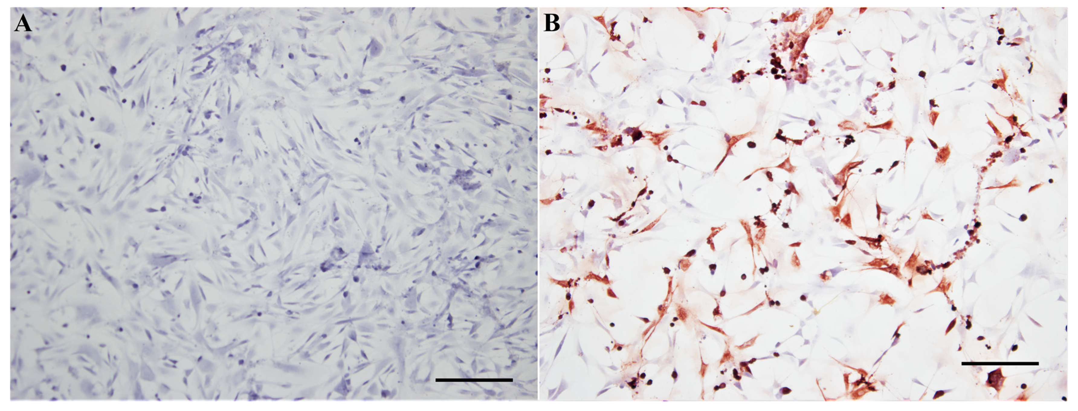 Viruses 12 00531 g010 Viruses 12 00531 g010