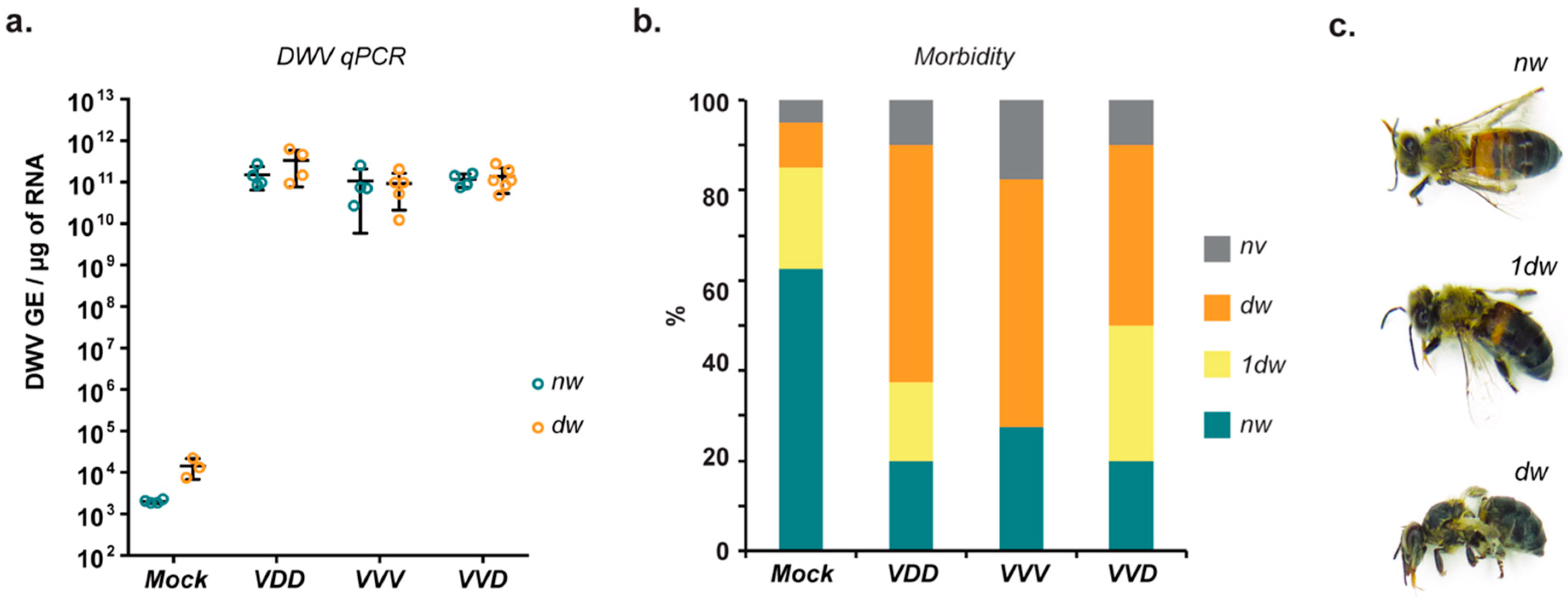 Viruses 12 00532 g004