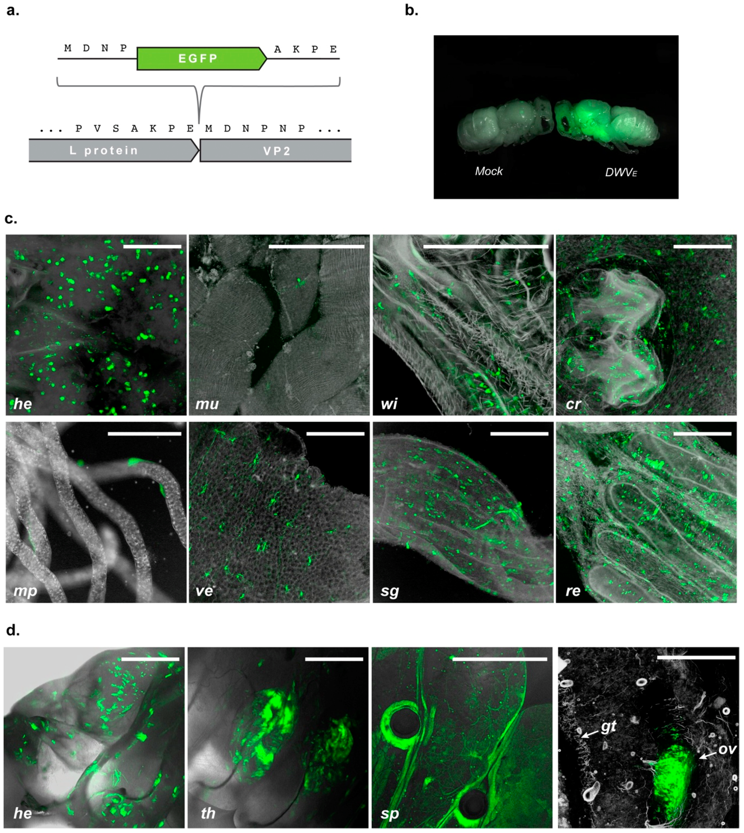 Viruses 12 00532 g005