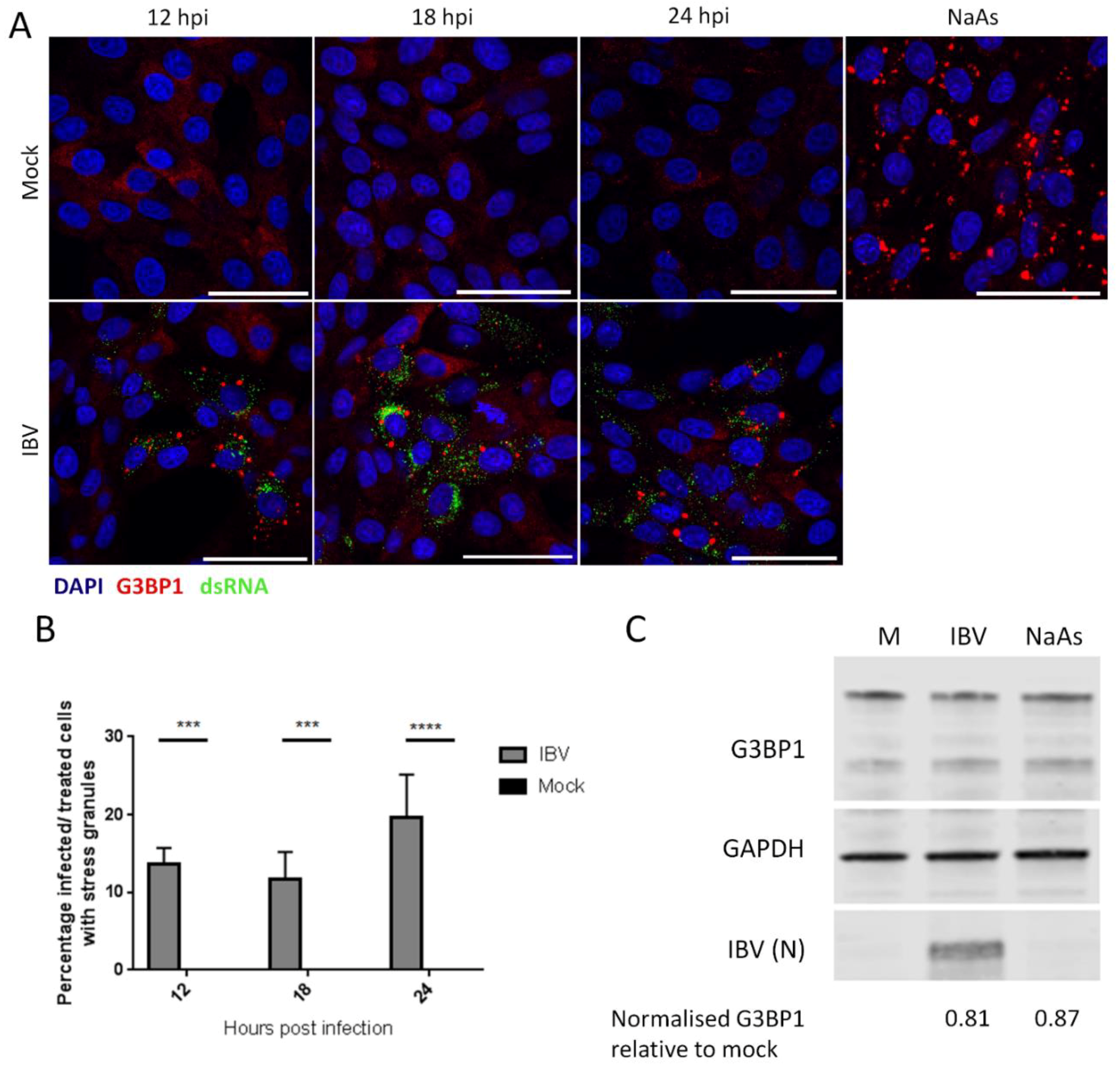 Viruses 12 00536 g001
