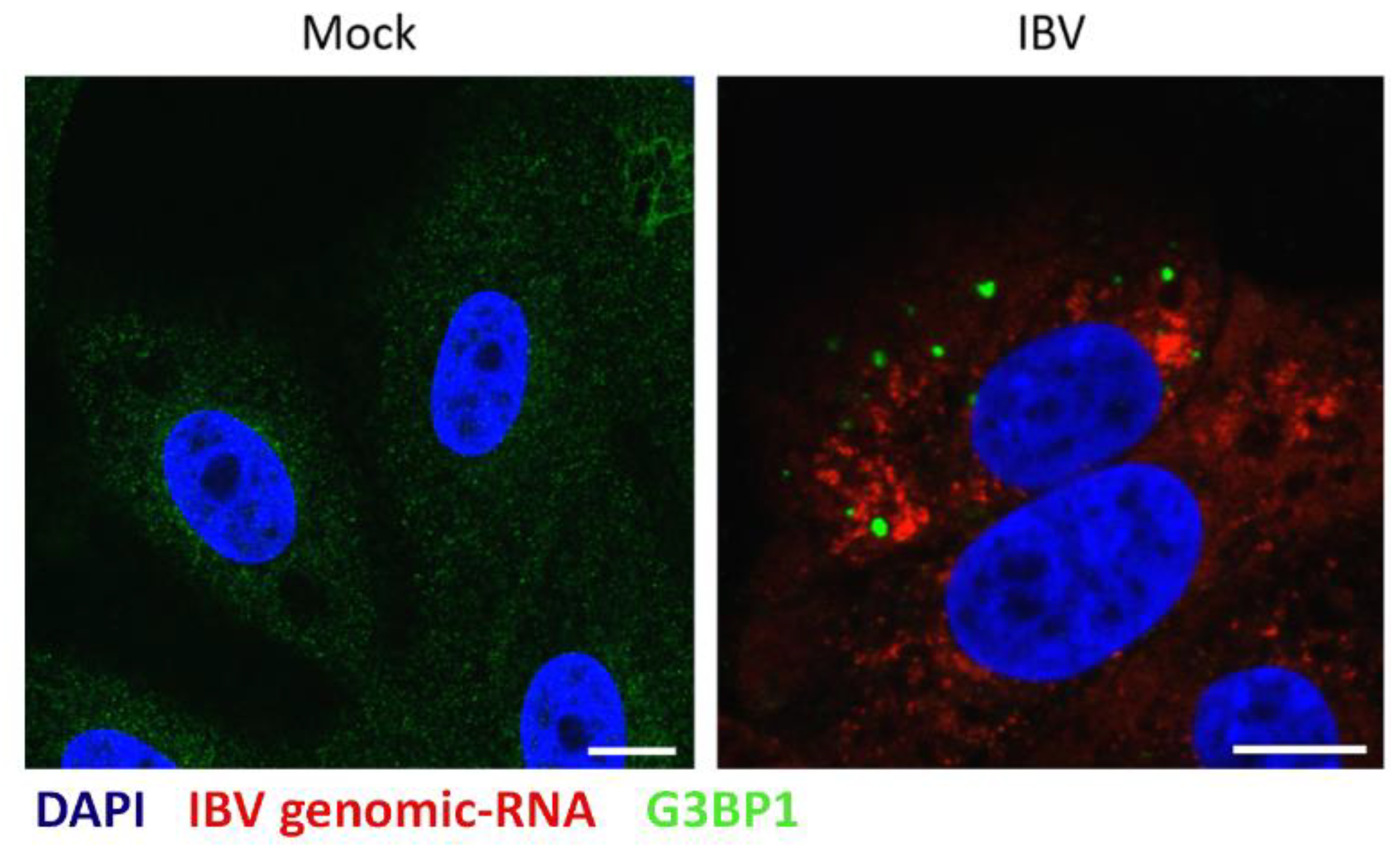 Viruses 12 00536 g005