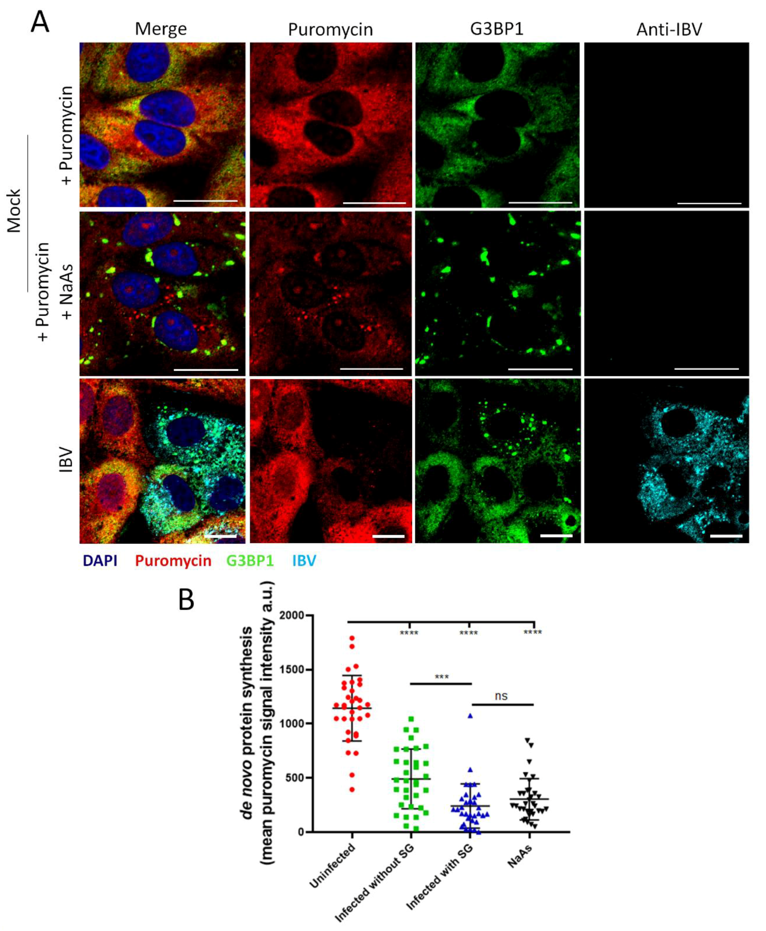 Viruses 12 00536 g008