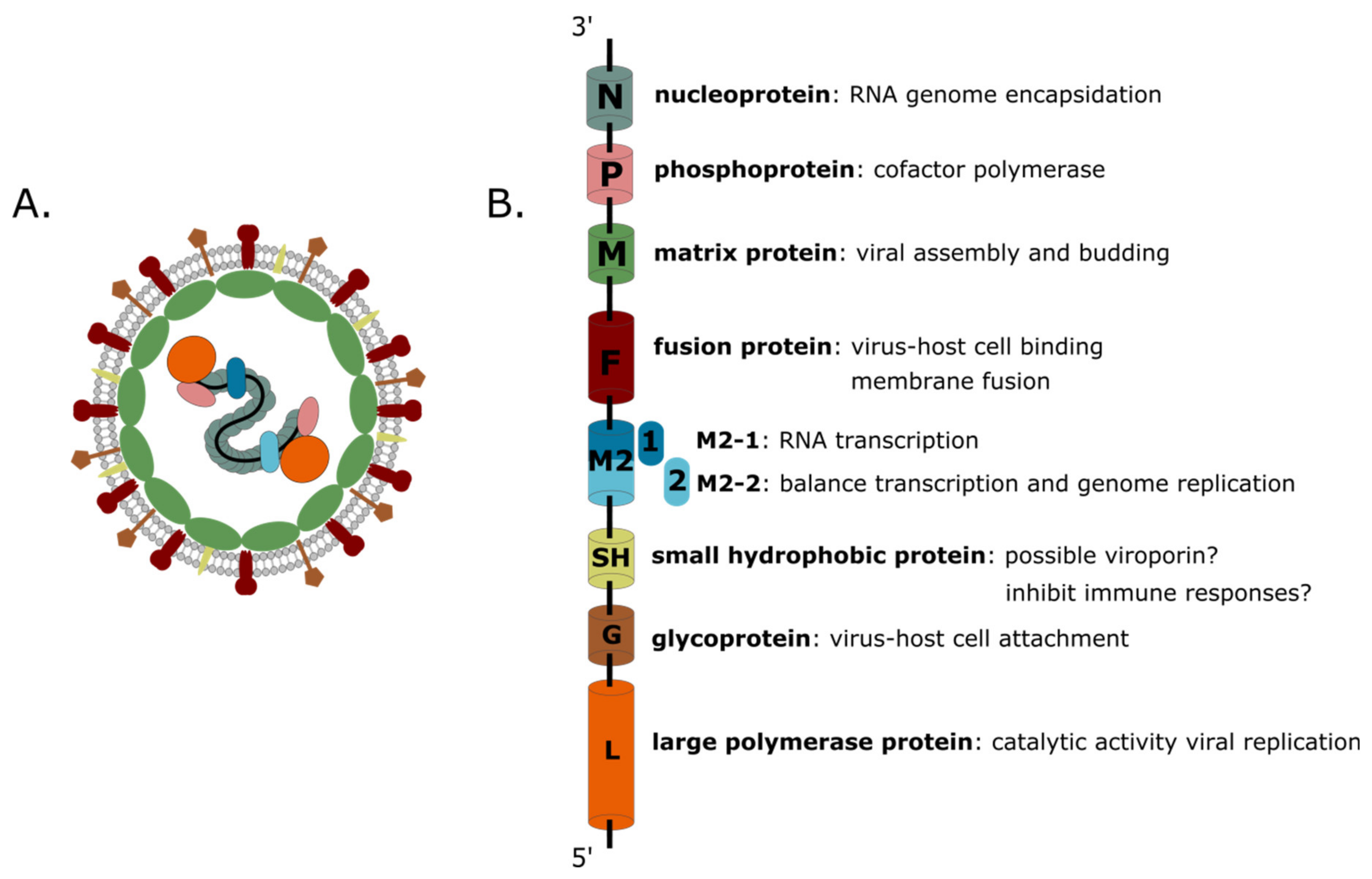 Метапневмовирус у ребенка. Метапневмовирус возбудитель. РНК metapneumovirus. Метапневмовирус строение. Метапневмовирус микробиология.