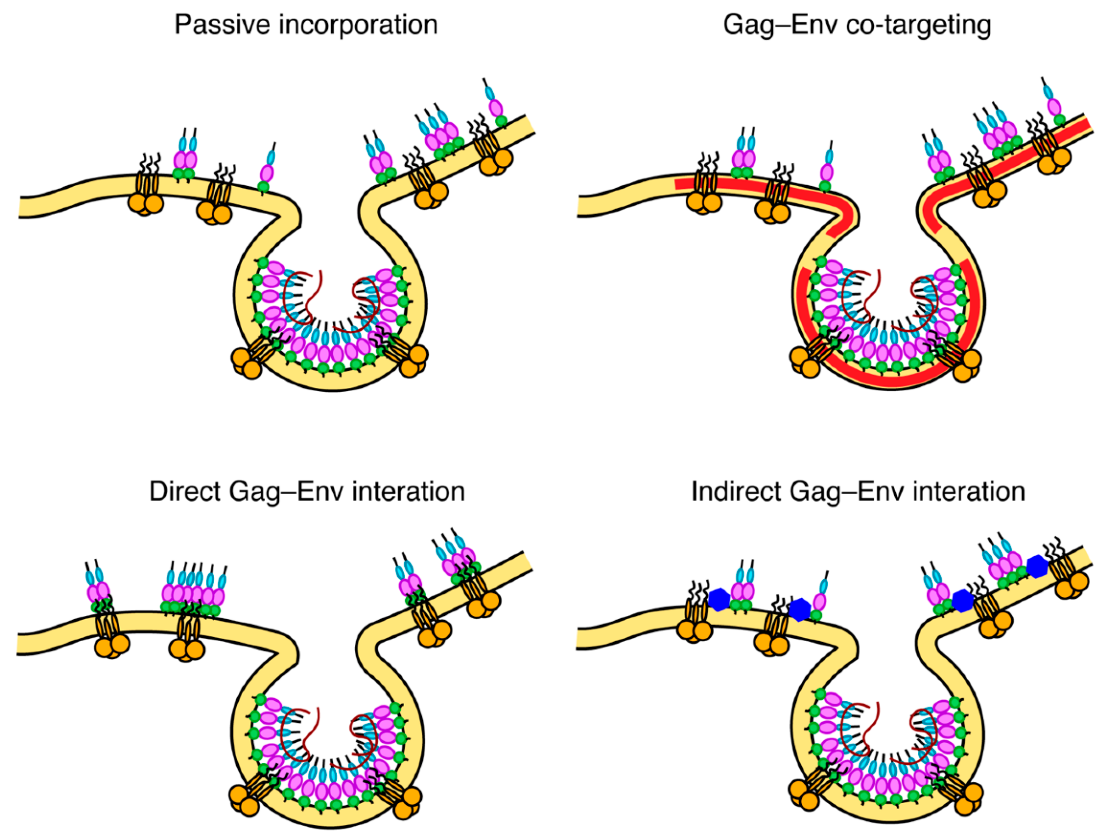 Viruses 12 00548 g005 Viruses 12 00548 g005