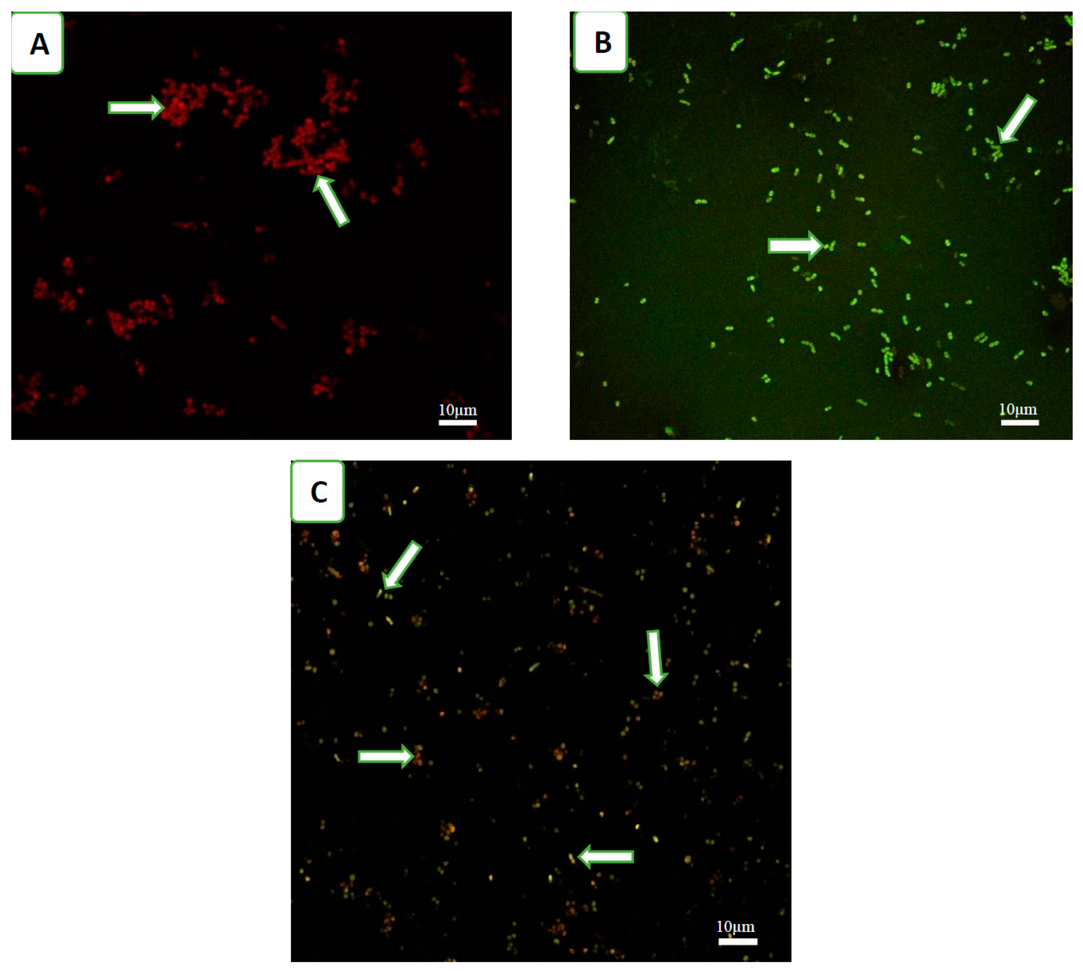 Viruses 12 00559 g001