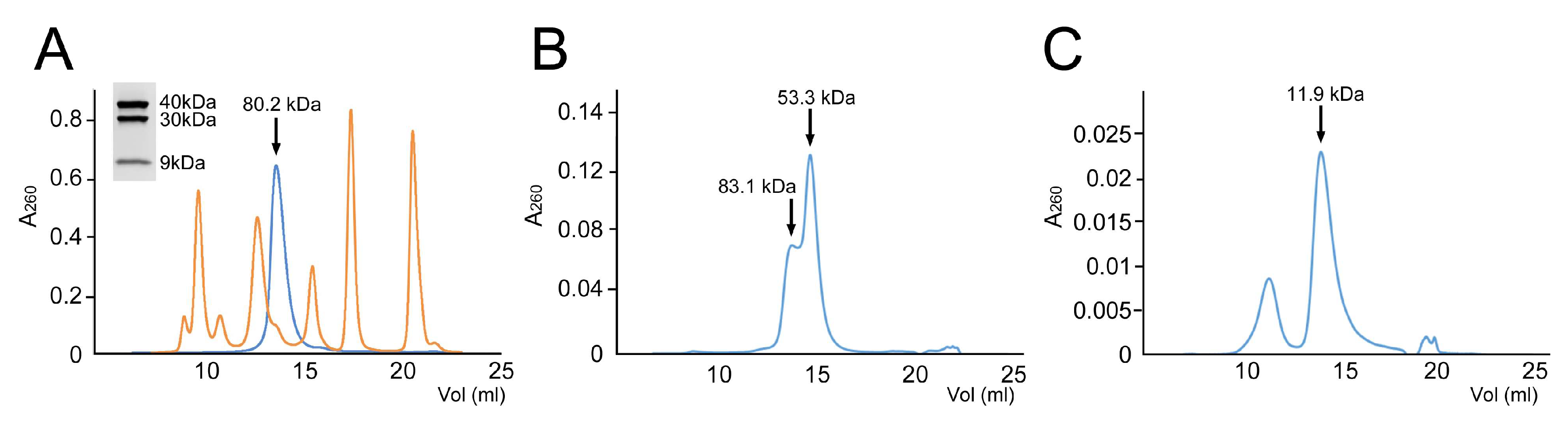Viruses Free Full Text The Gp44 Ejection Protein Of Staphylococcus Aureus Bacteriophage 80a Binds To The Ends Of The Genome And Protects It From Degradation Html Viruses Free Full Text The Gp44 Ejection Protein Of Staphylococcus Aureus Bacteriophage 80a Binds To The Ends Of The Genome And Protects It From Degradation Html