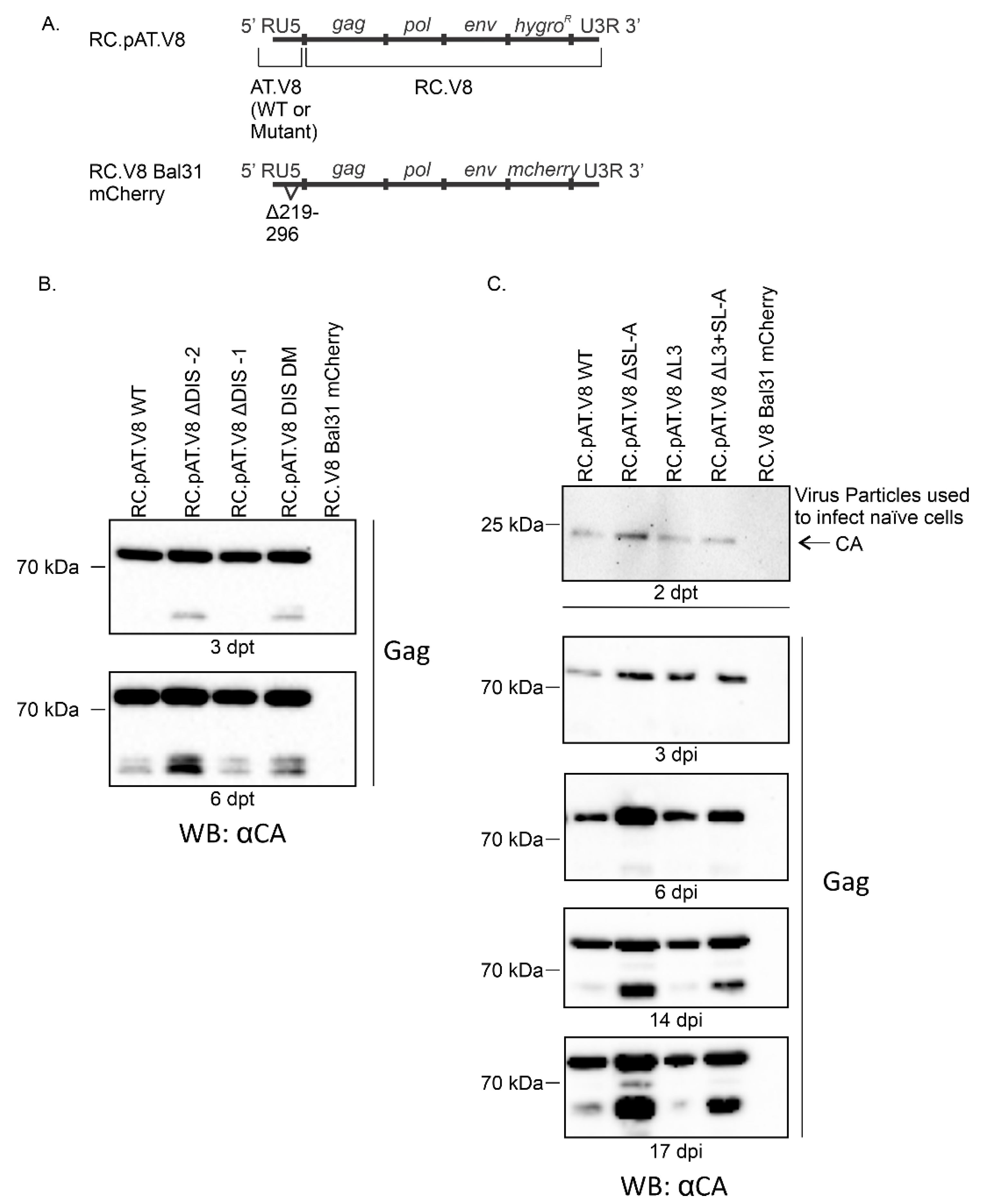 Viruses 12 00568 g003