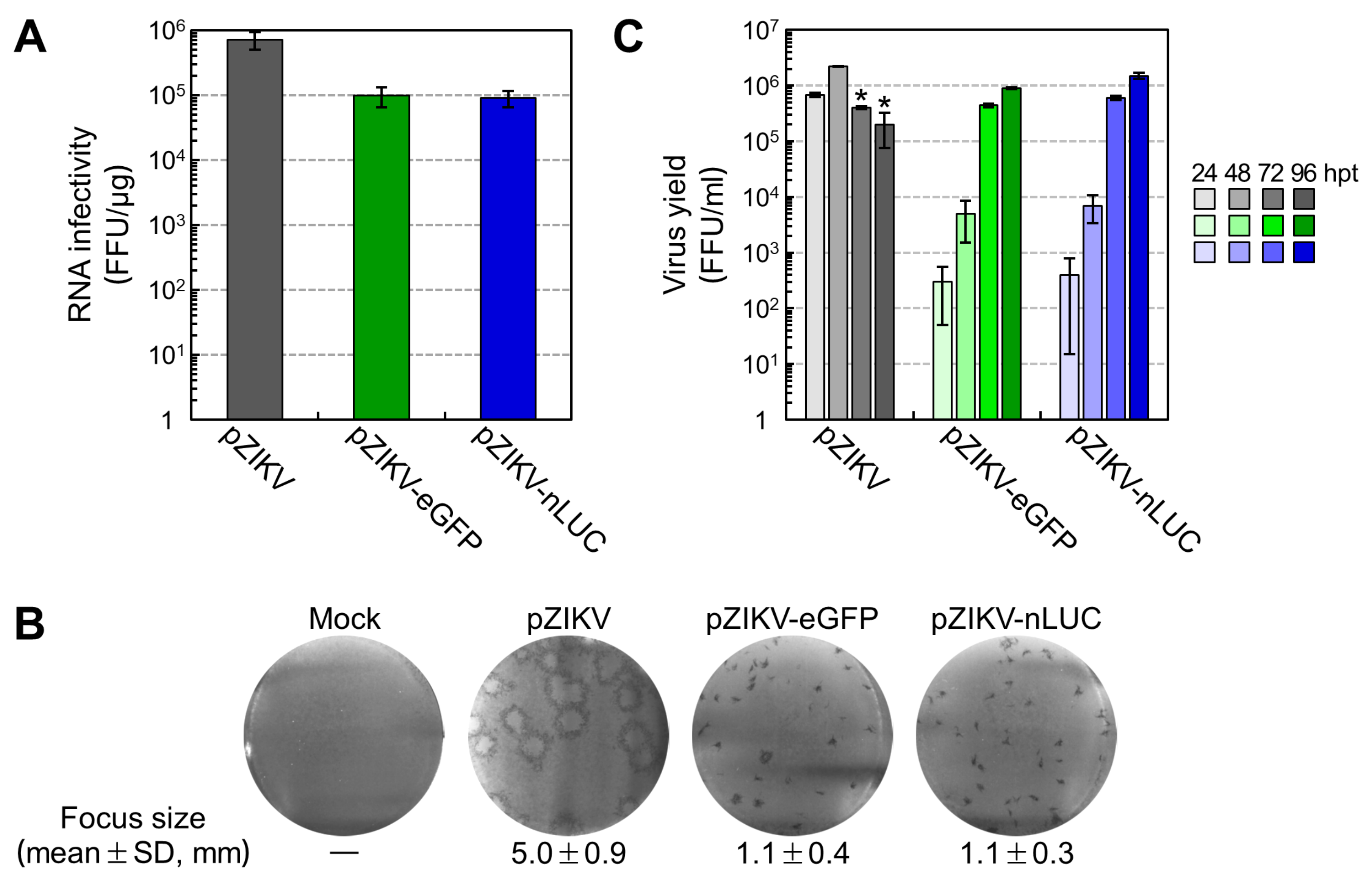 Viruses 12 00572 g002