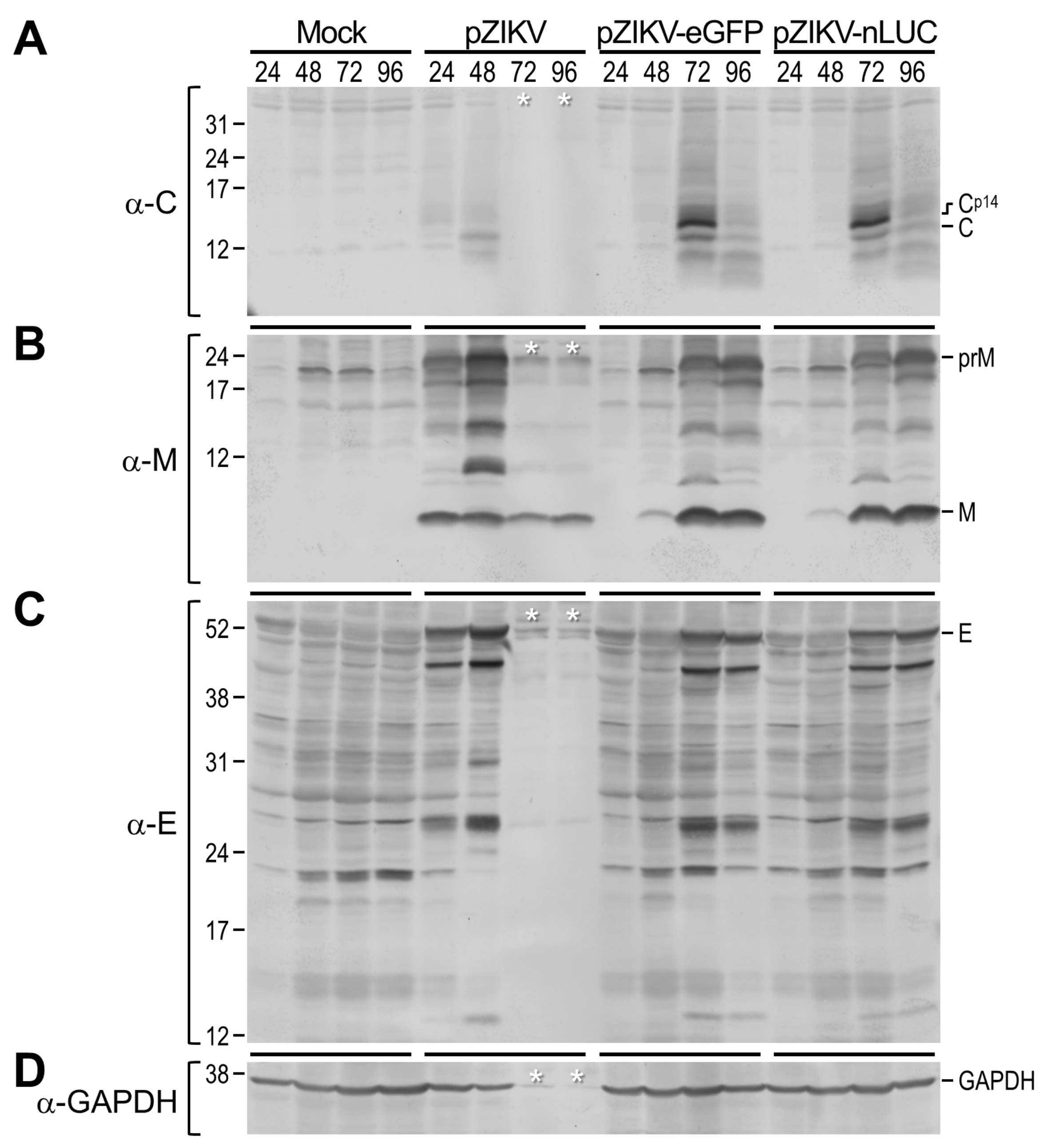 Viruses 12 00572 g003