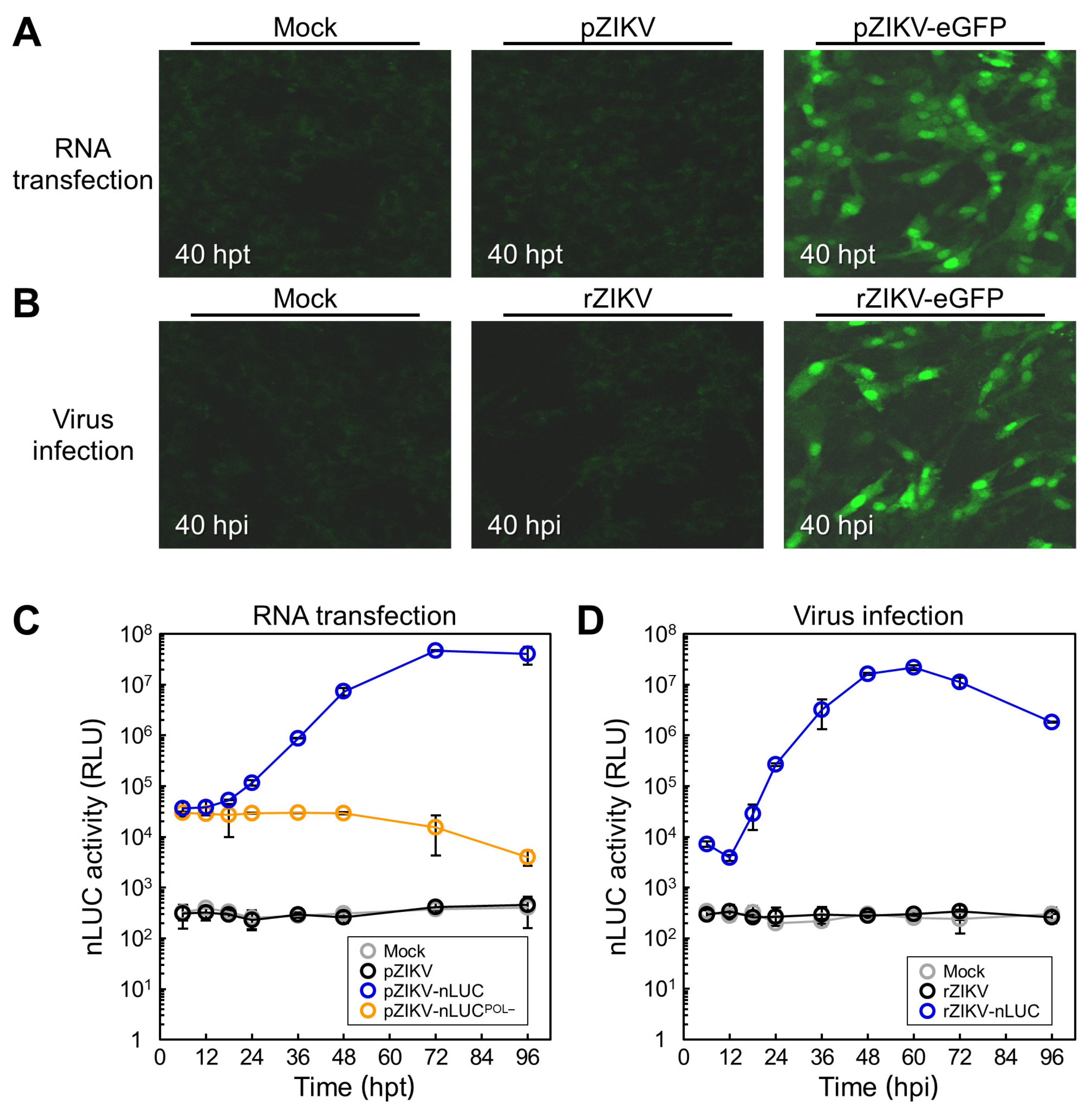 Viruses 12 00572 g005