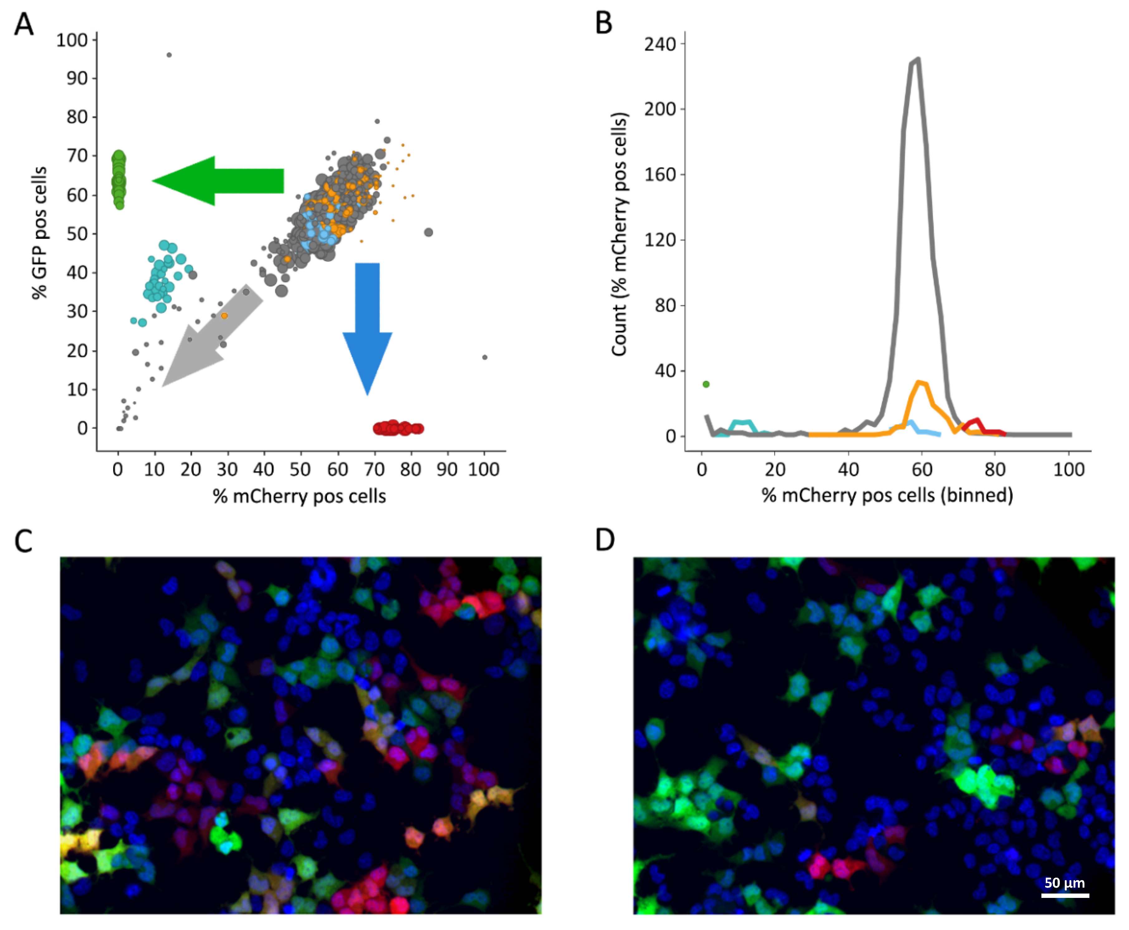 Viruses 12 00580 g001