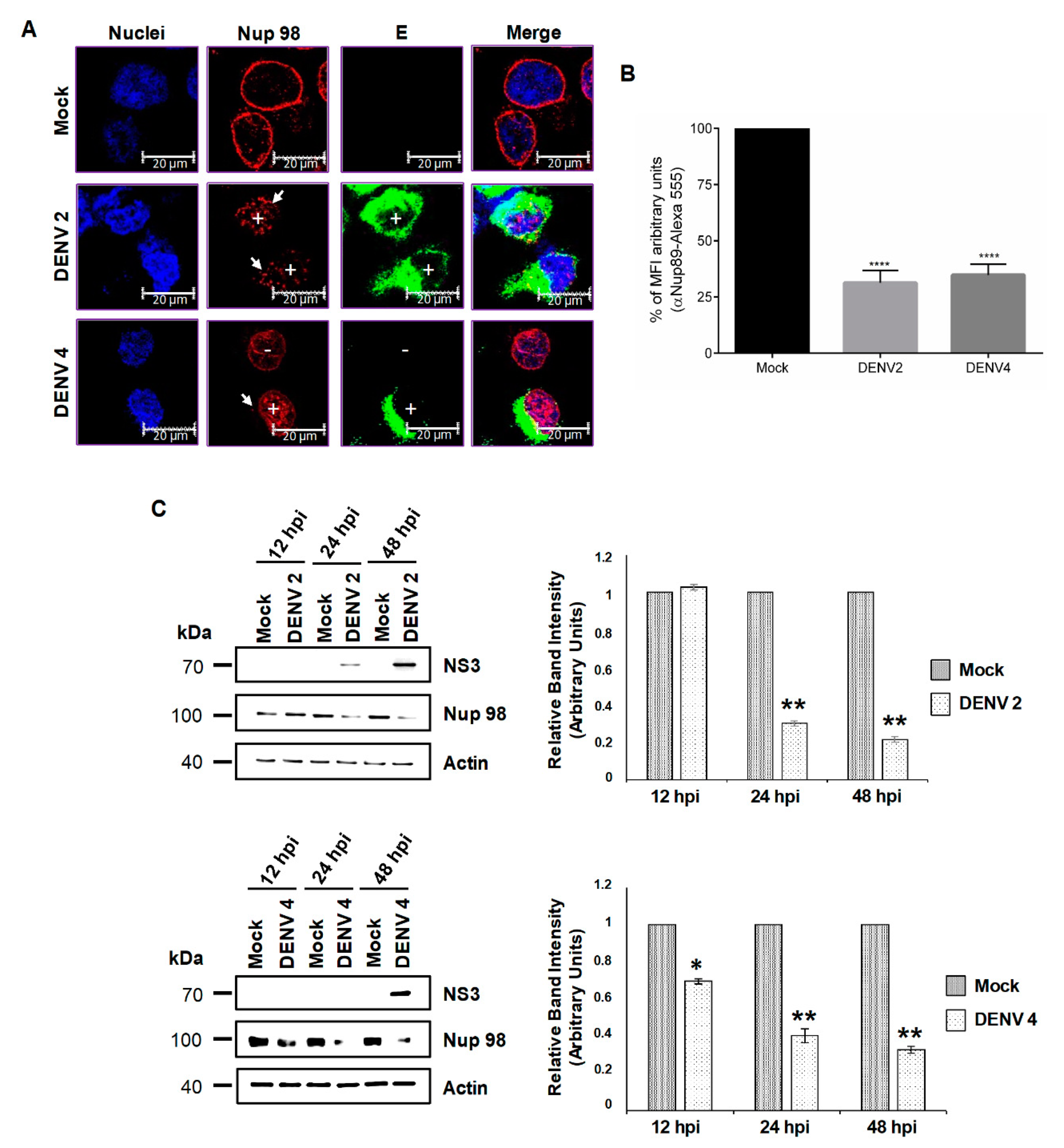 Viruses 12 00583 g005