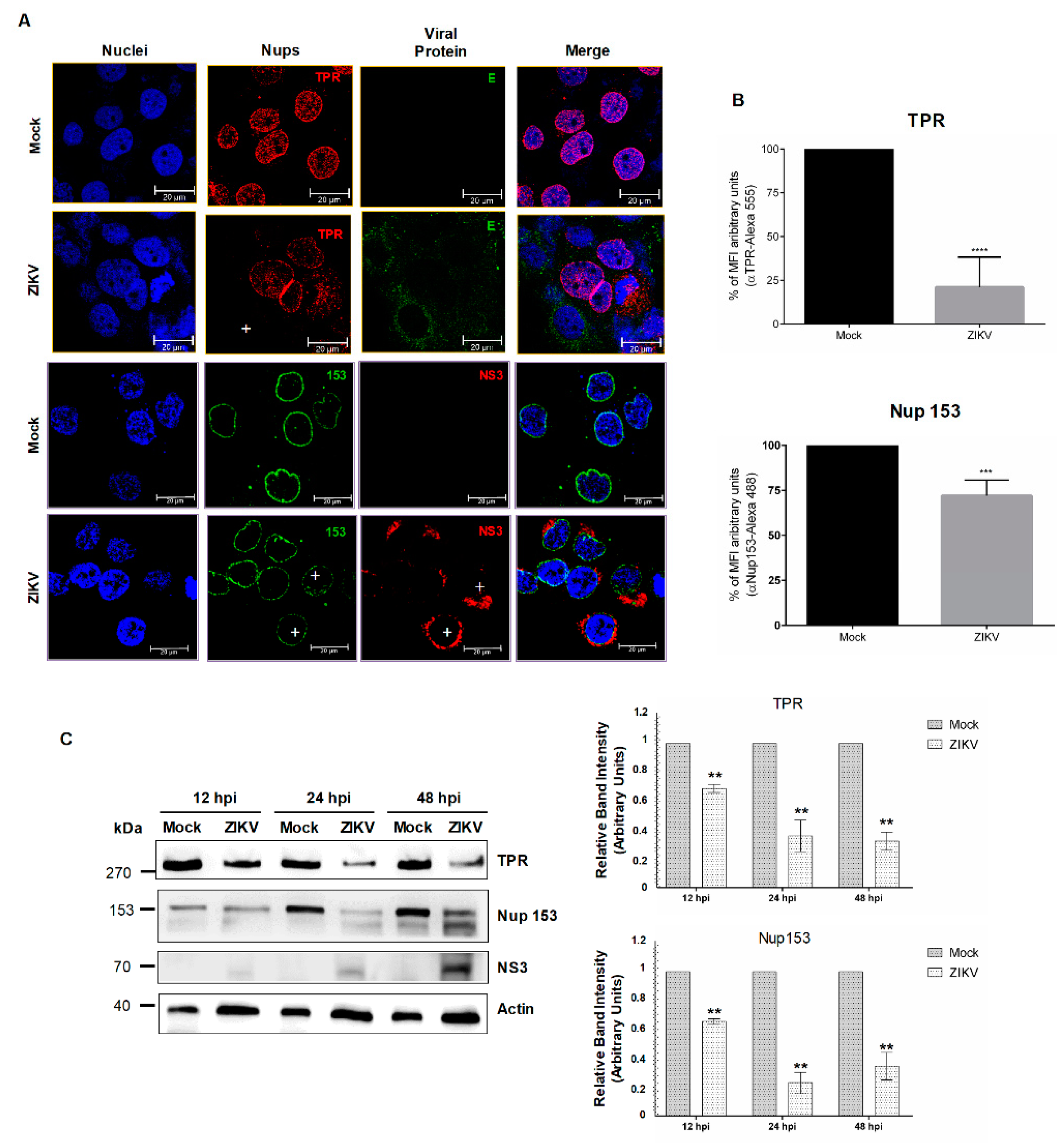 Viruses 12 00583 g007