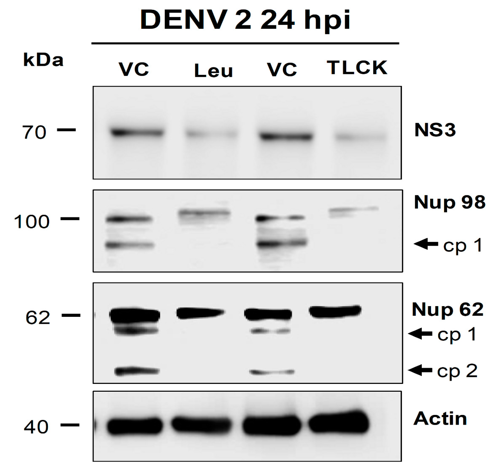 Viruses 12 00583 g008