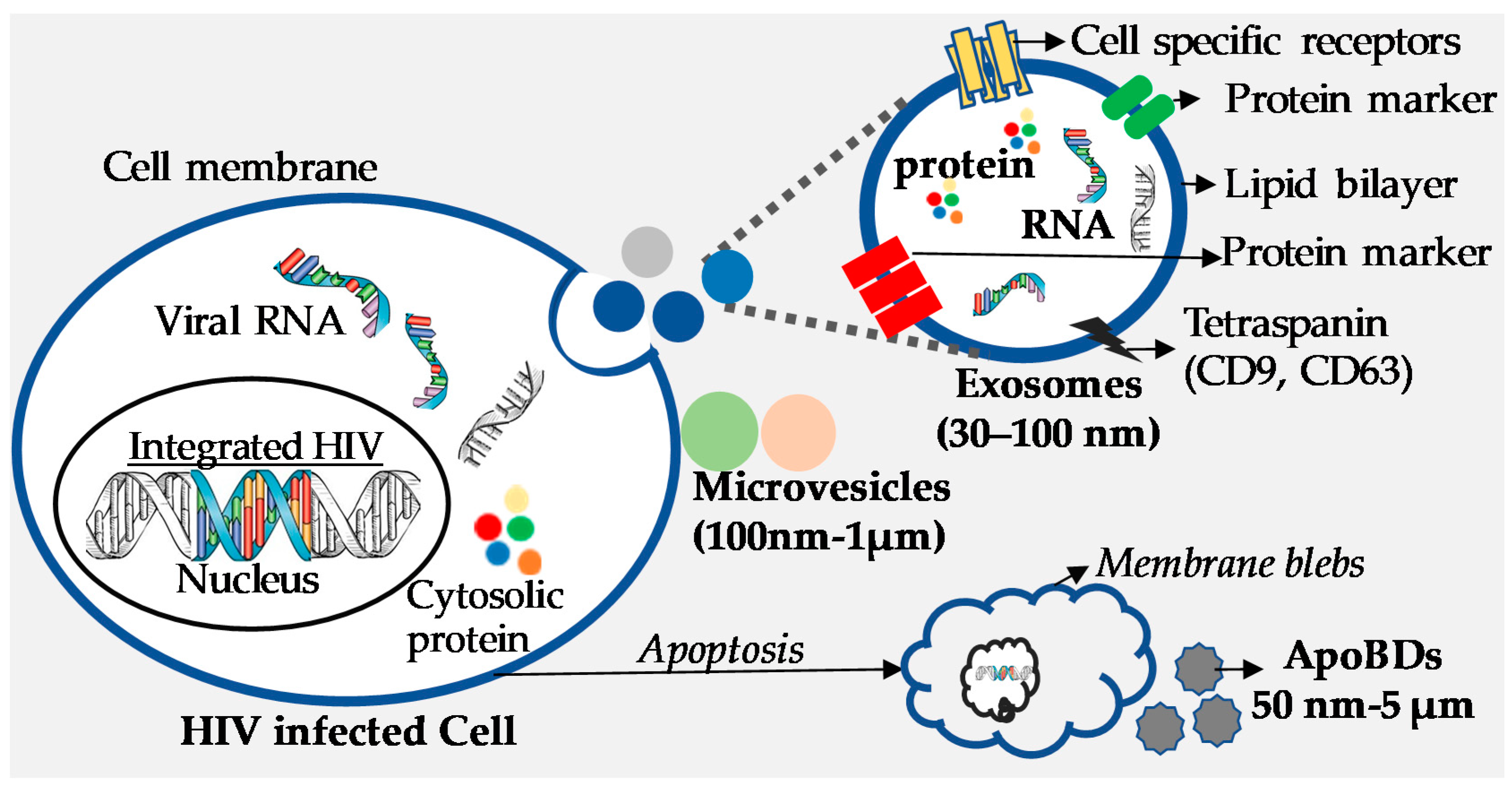Viruses Free Full Text Shedding Light On The Role Of Extracellular Vesicles In Hiv Infection And Wound Healing Html