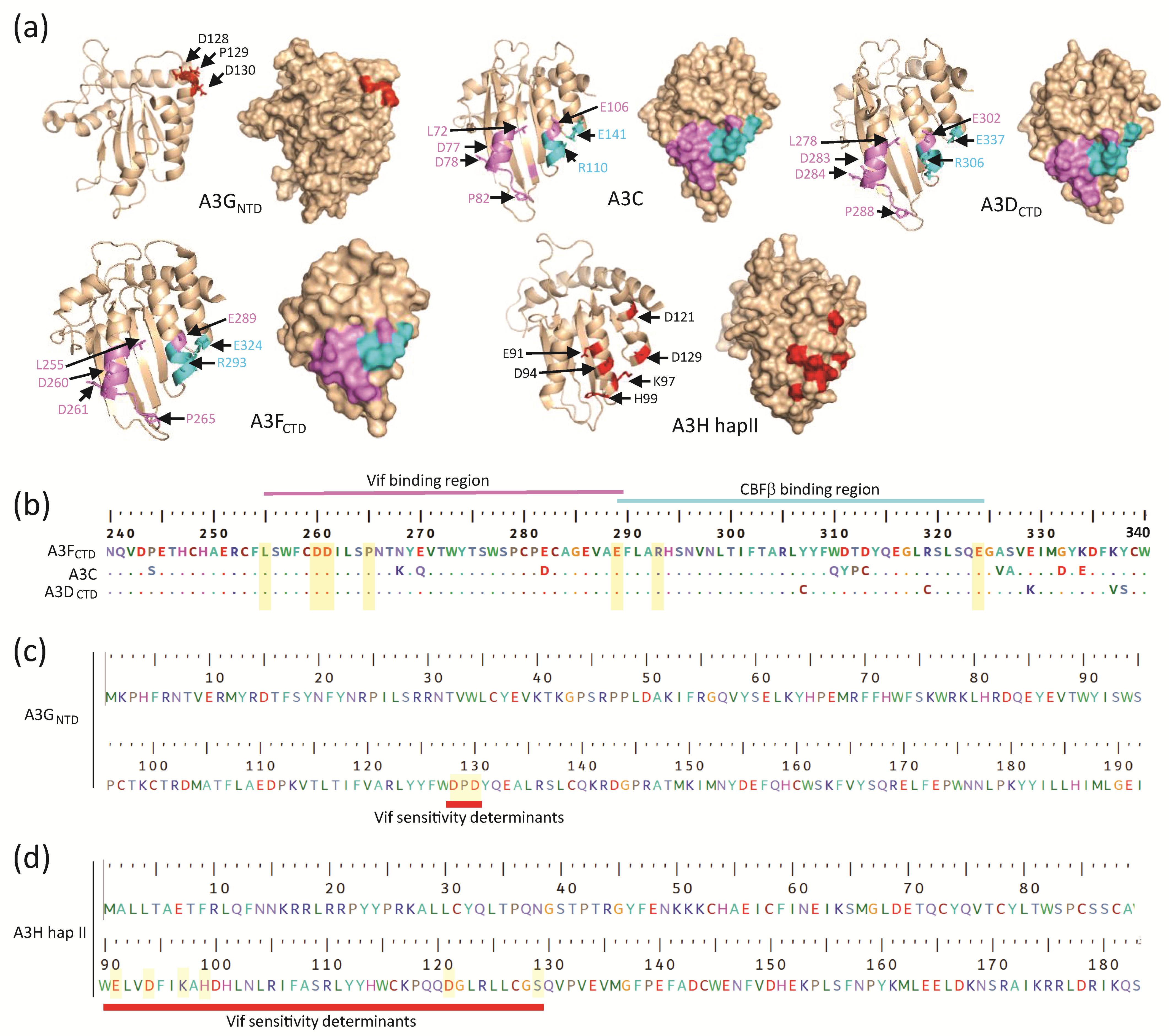 Viruses 12 00587 g003