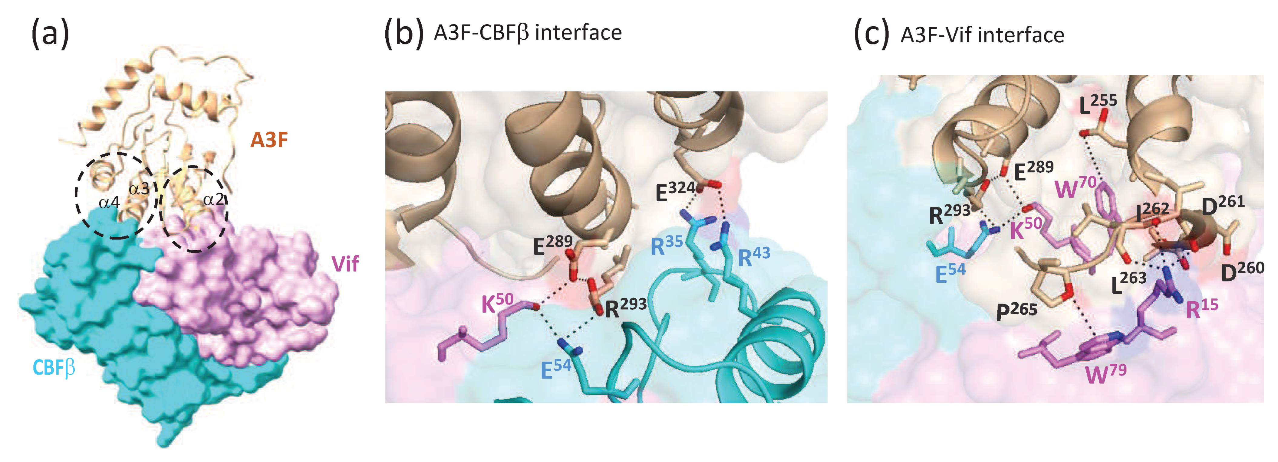 Viruses 12 00587 g005