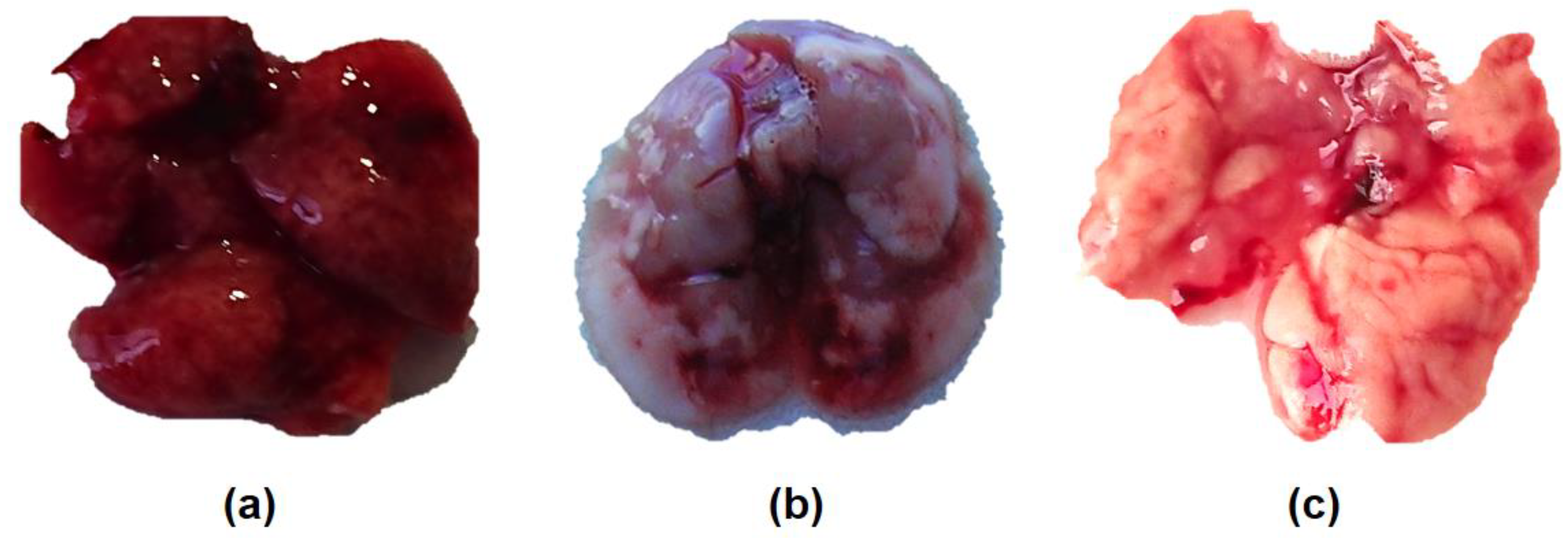 Viruses 12 00590 g002 Viruses 12 00590 g002