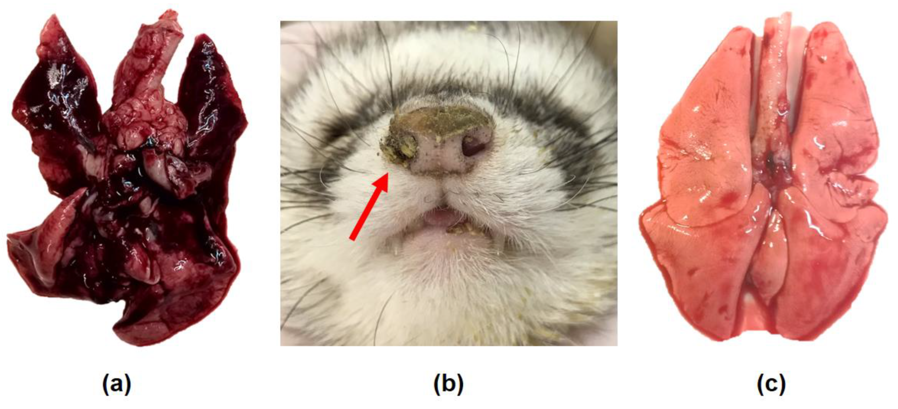 Viruses 12 00590 g004 Viruses 12 00590 g004