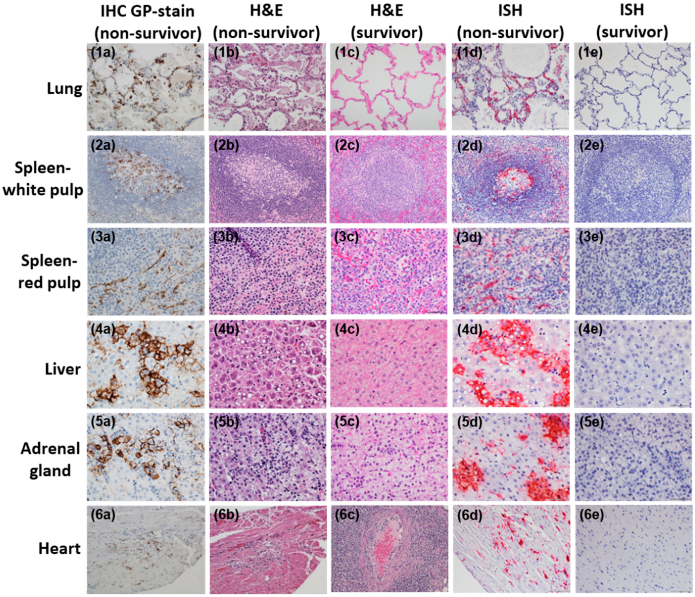 Viruses 12 00593 g008 Viruses 12 00593 g008