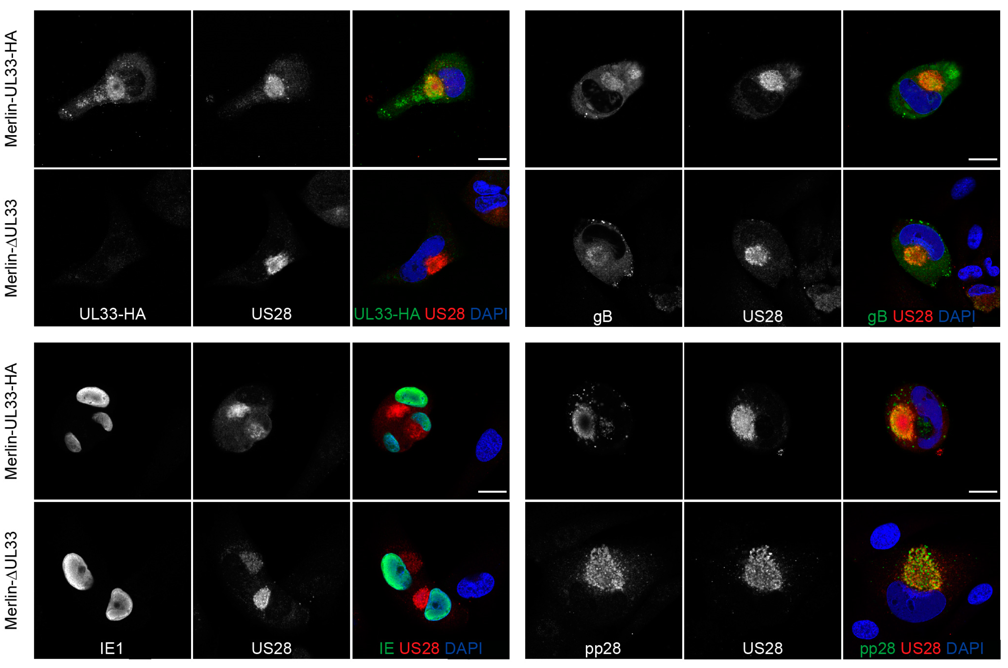 Viruses 12 00594 g003 Viruses 12 00594 g003