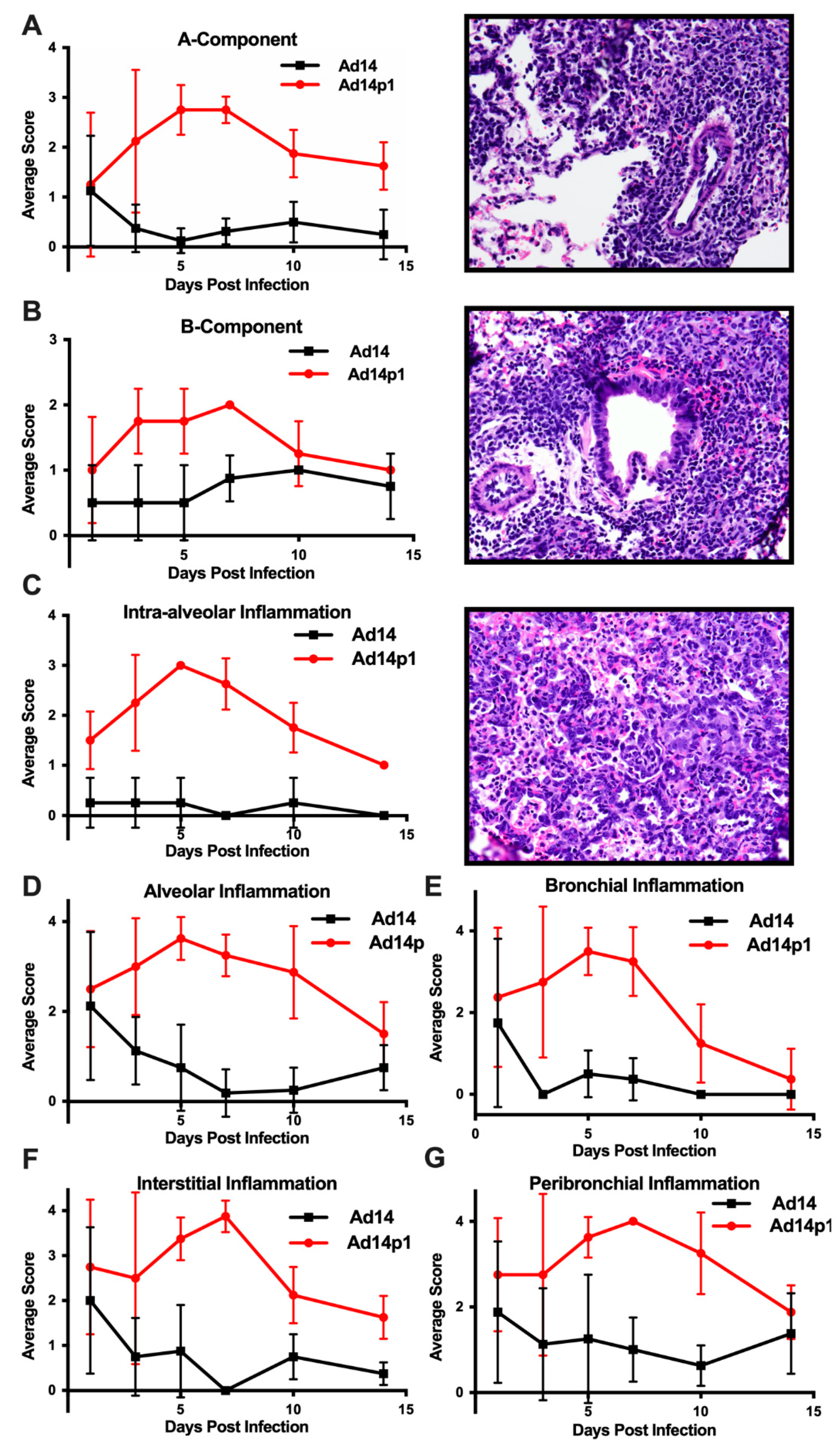 Viruses 12 00595 g002 Viruses 12 00595 g002