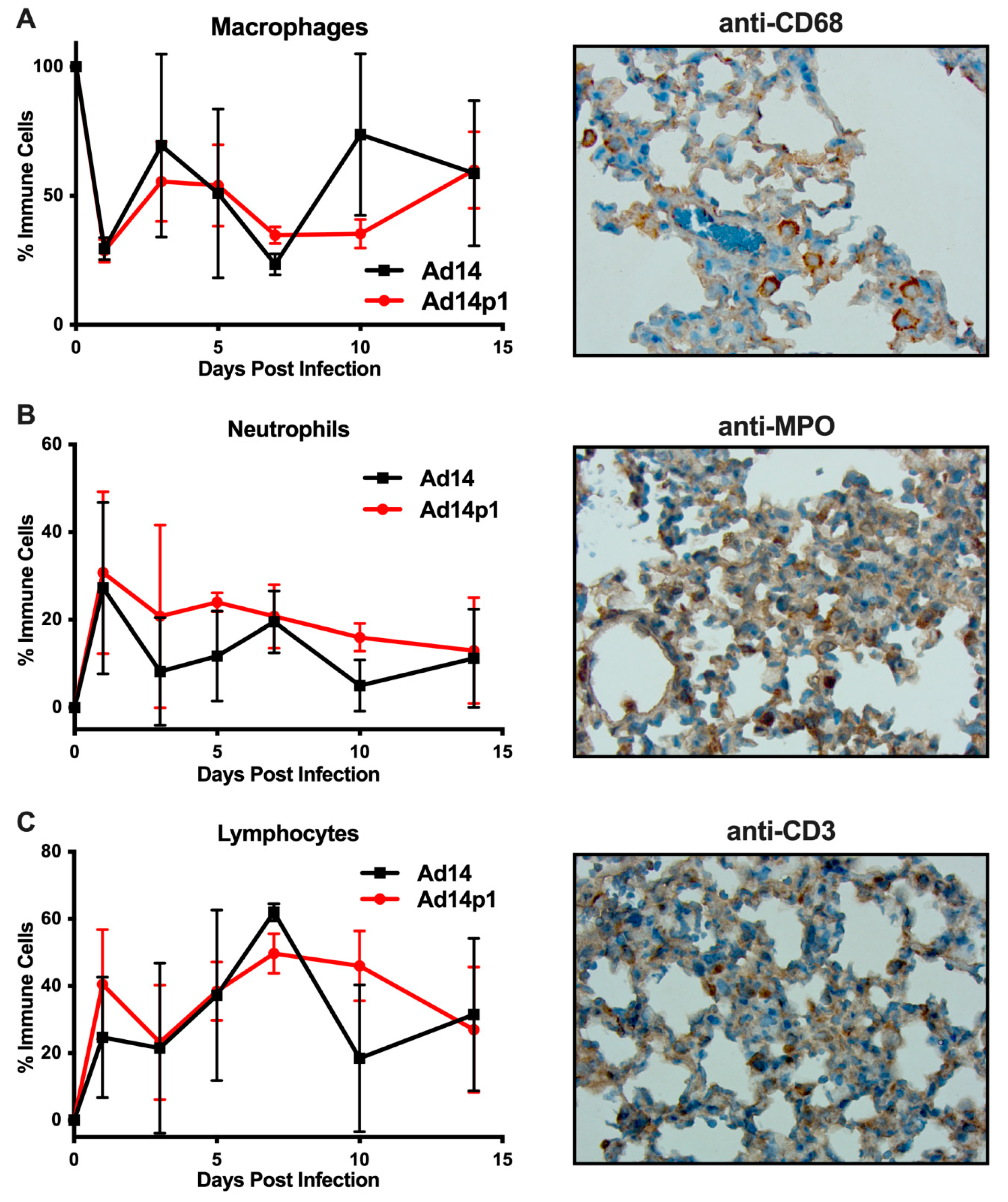 Viruses 12 00595 g004 Viruses 12 00595 g004